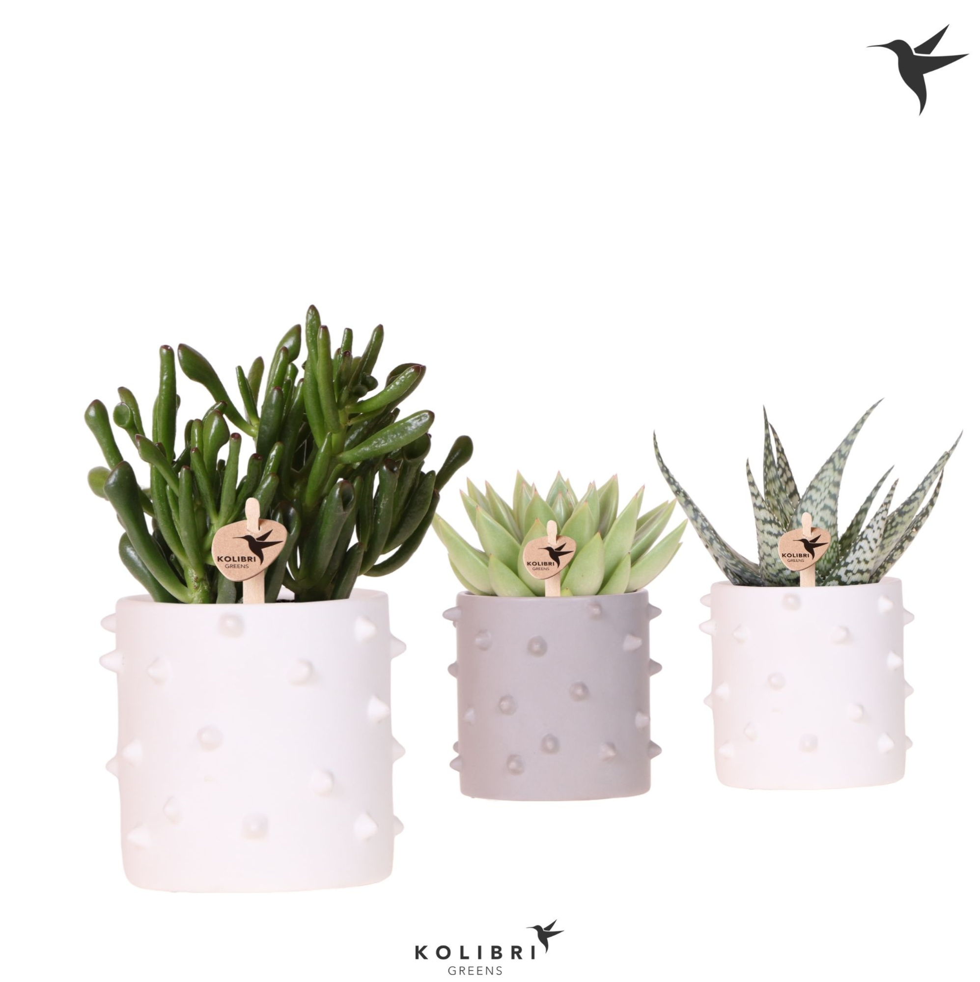 Kolibri Greens Succulenten mix in Spike pot mix, D 9 cm