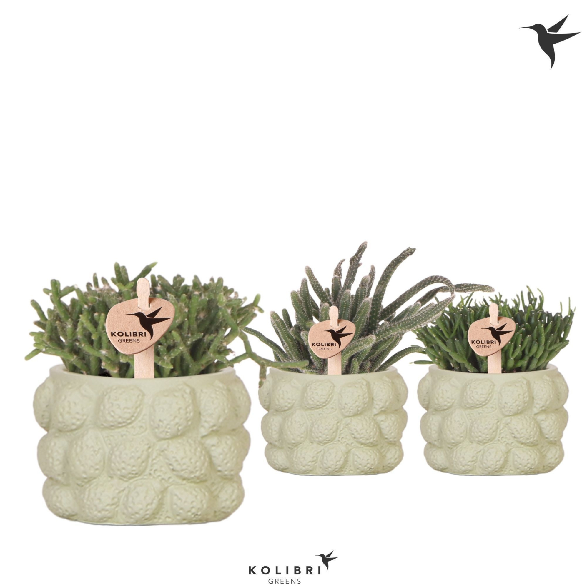 Kolibri Greens Rhipsalis mix in Citrus pot green, D 6 cm