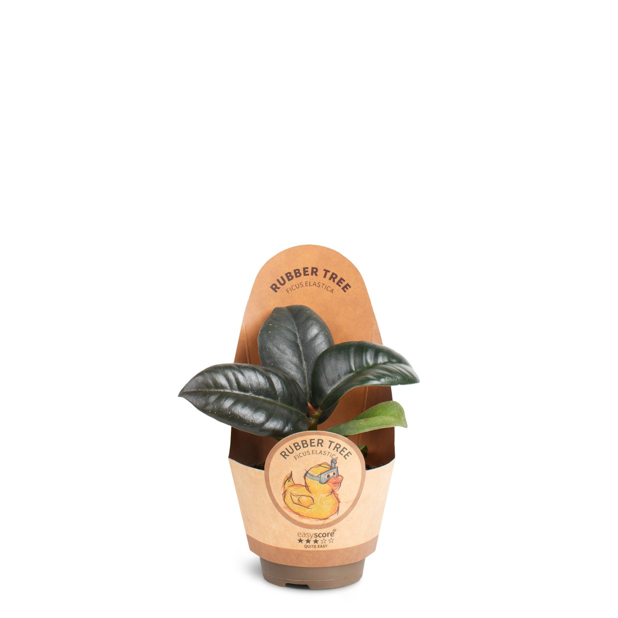 Ficus elastica ´Sofia´, D 6