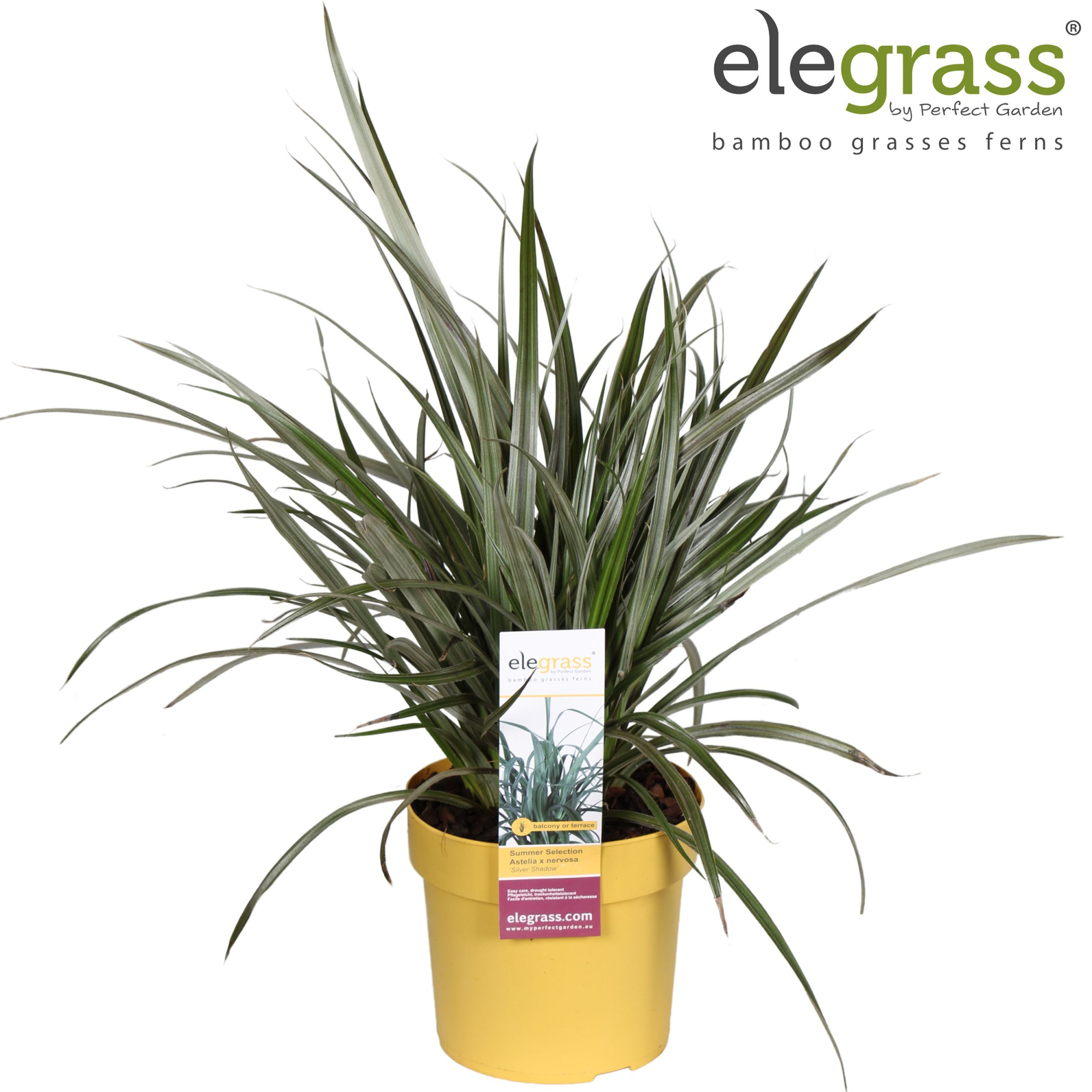 Astelia x nervosa 'Silver Shadow' P19, D 19 cm