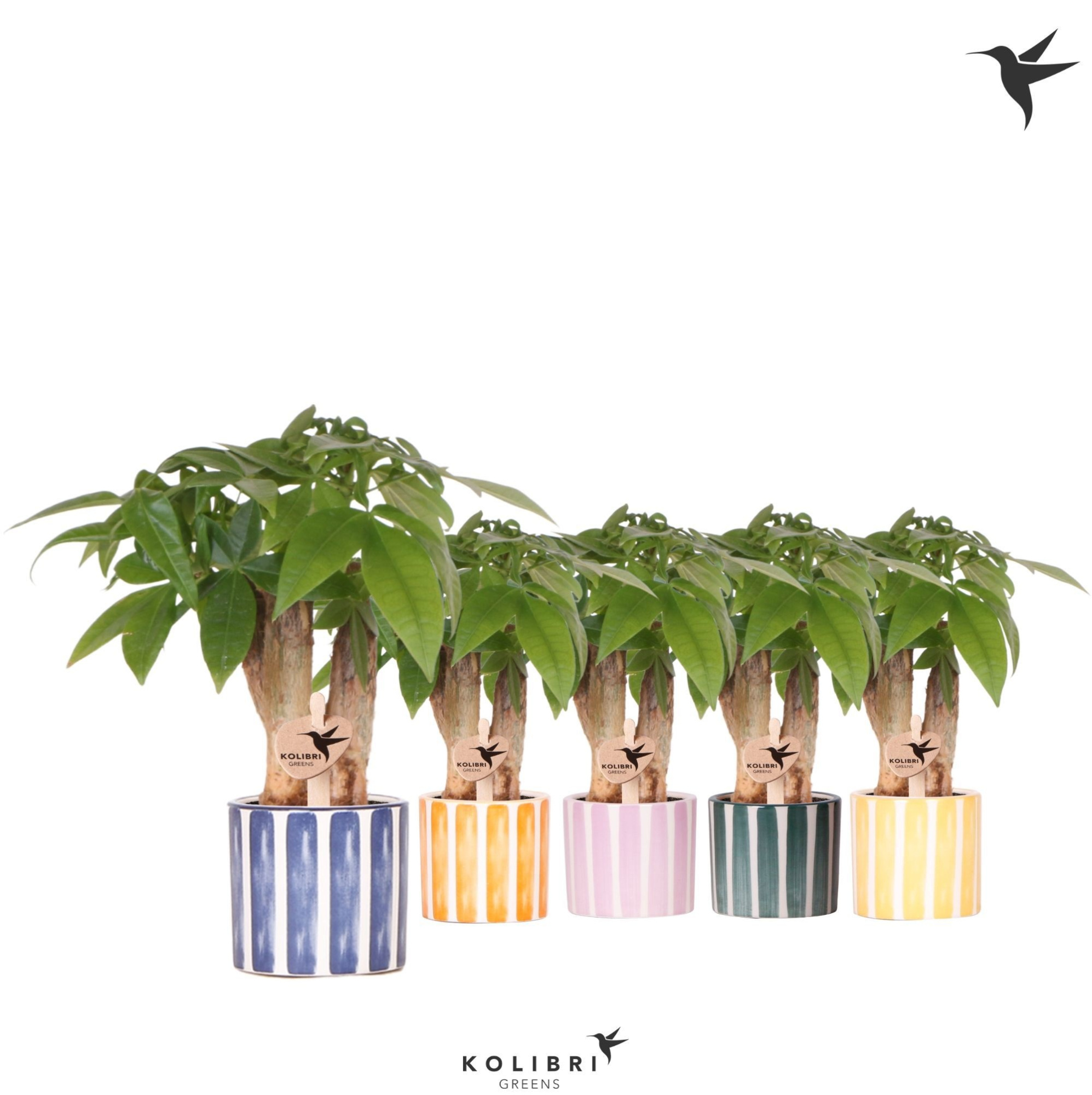 Kolibri Greens Pachira in Painted Stripe pot mix, D 6