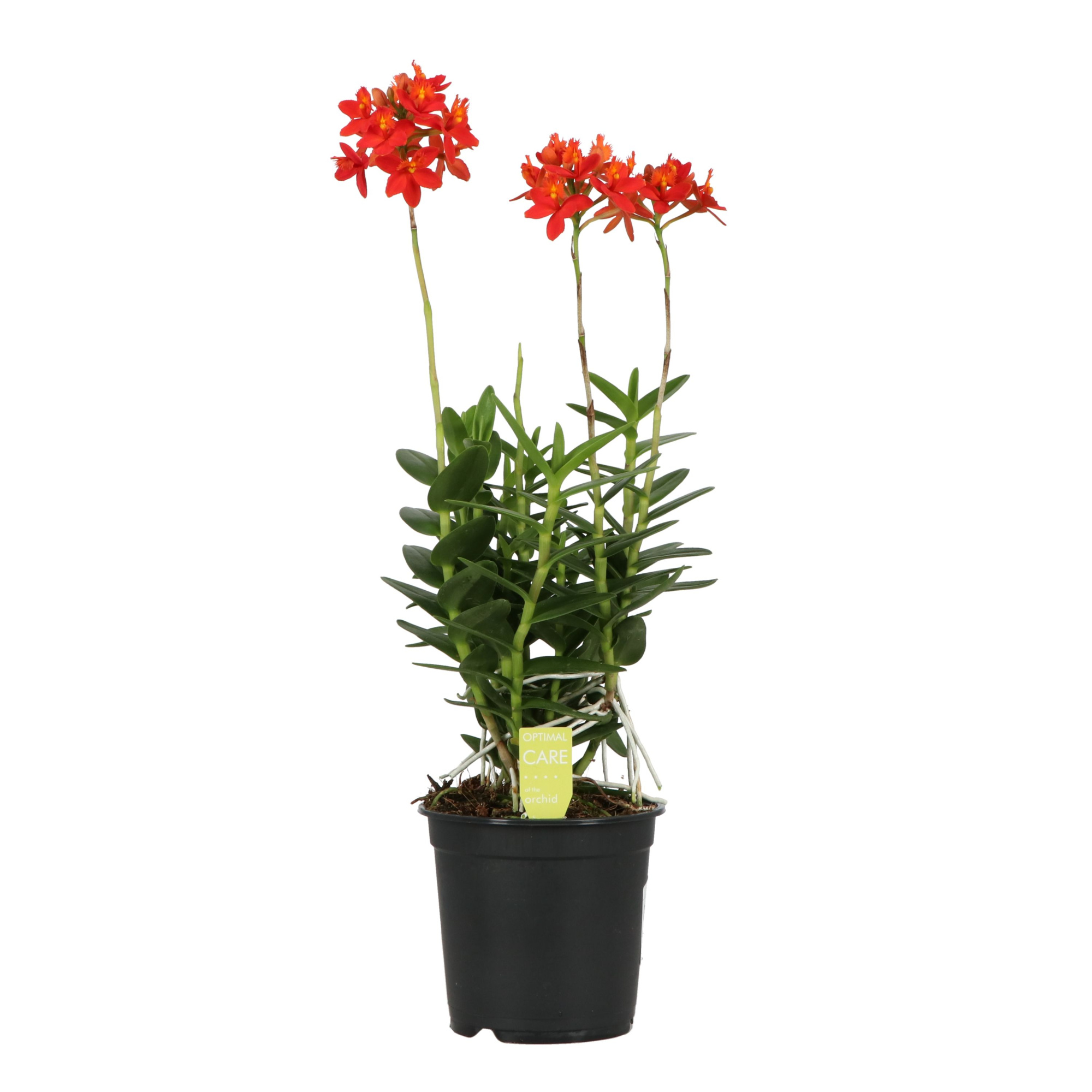 Epidendrum P15 BO Nazca, D 15