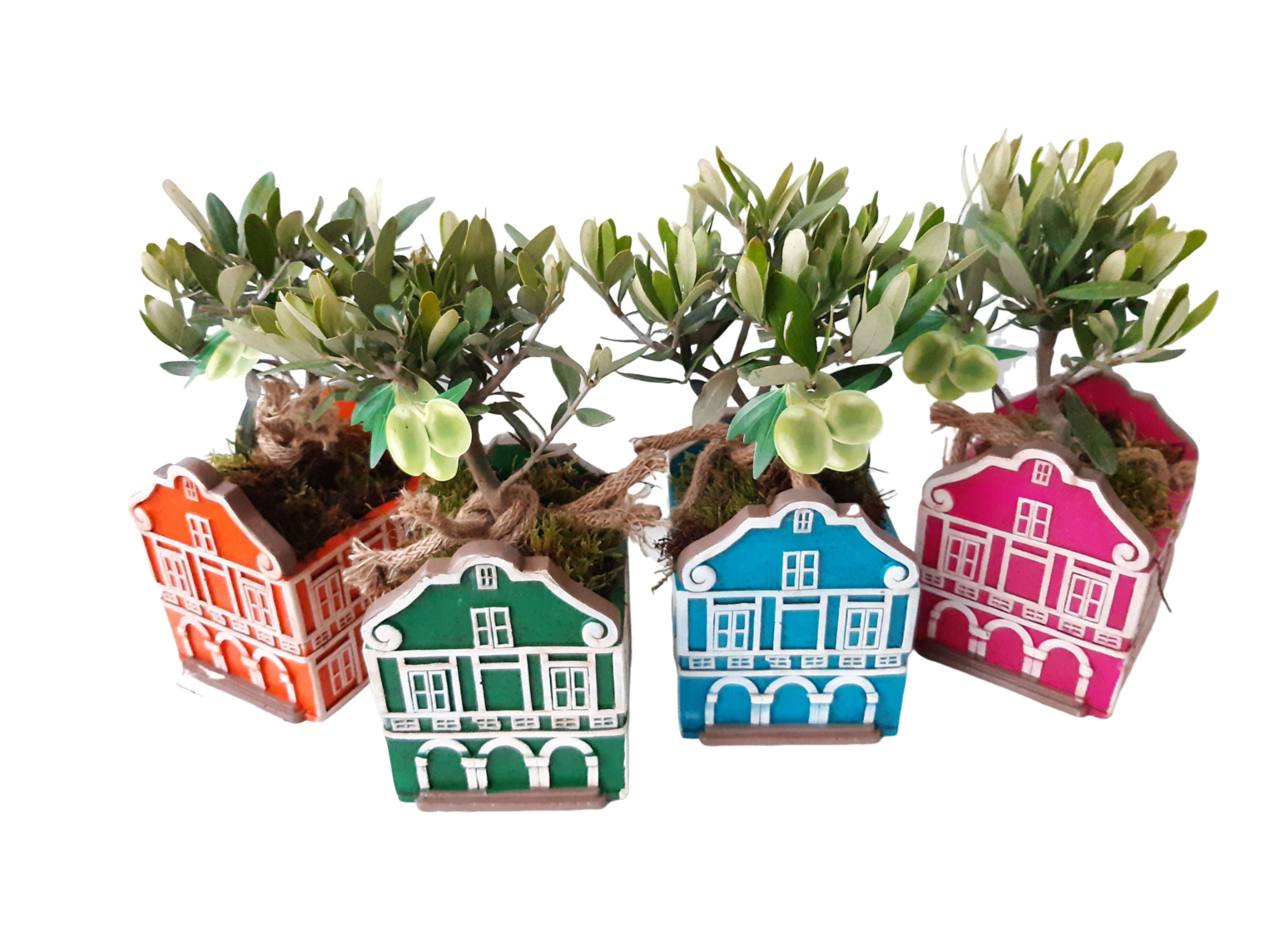 CASA C11OLE Casa Carribean Olea Europaea, D 11