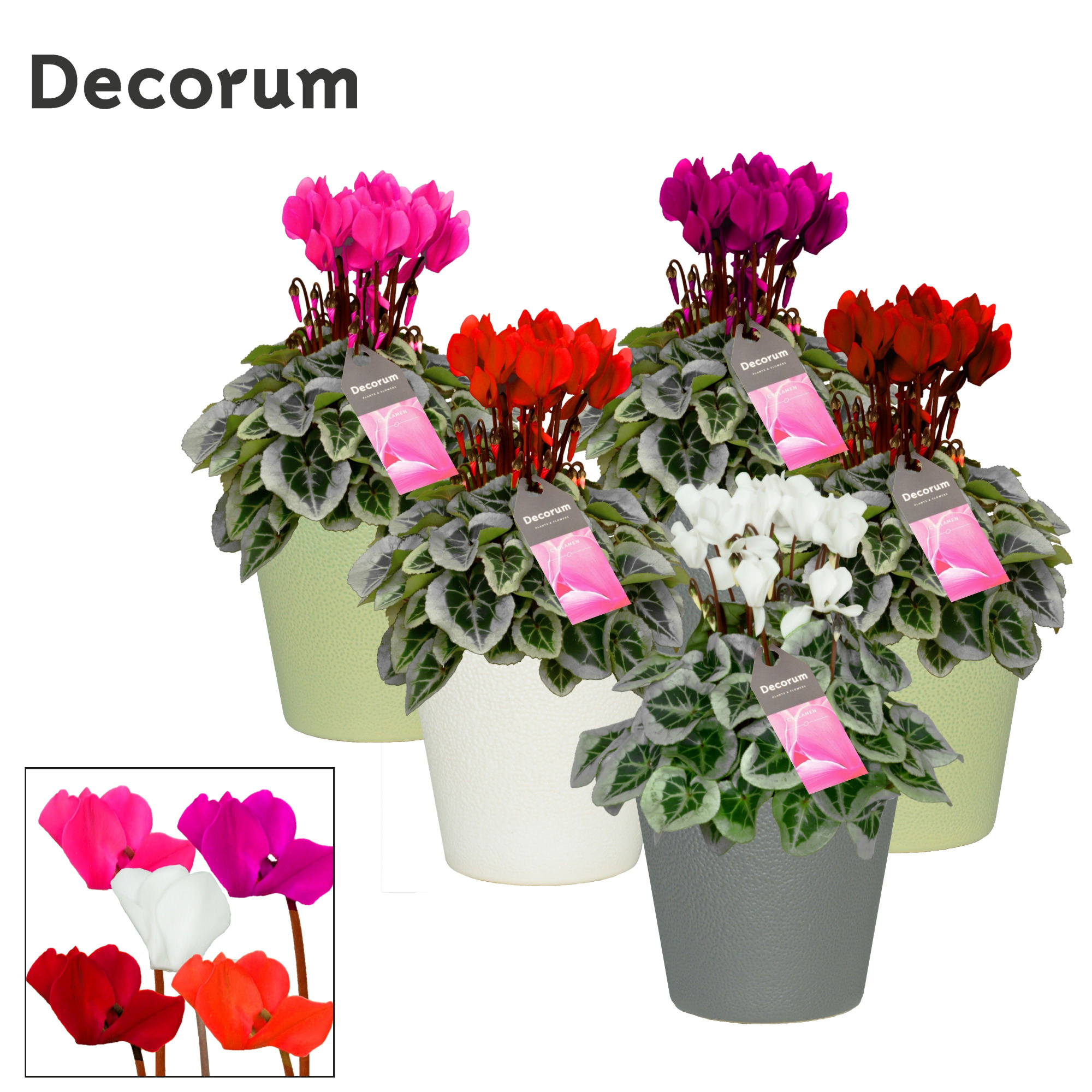 Cyclamen SS Picasso Mix Ruby Decorum, D 13 cm