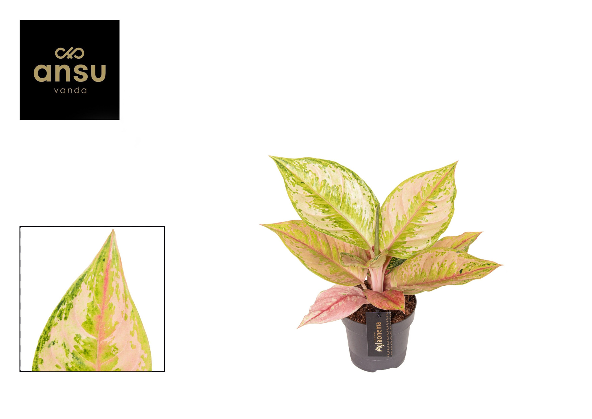 Aglaonema Pastella, D 12 cm