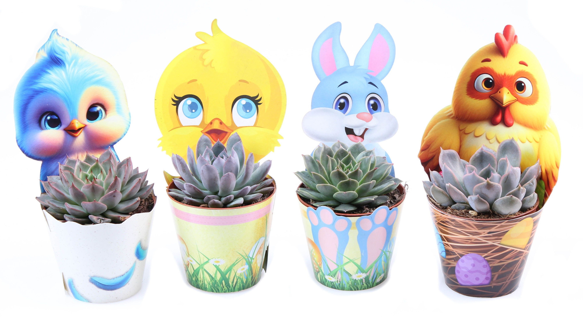 Potcover Paasmix echeveria mix, D 8,5