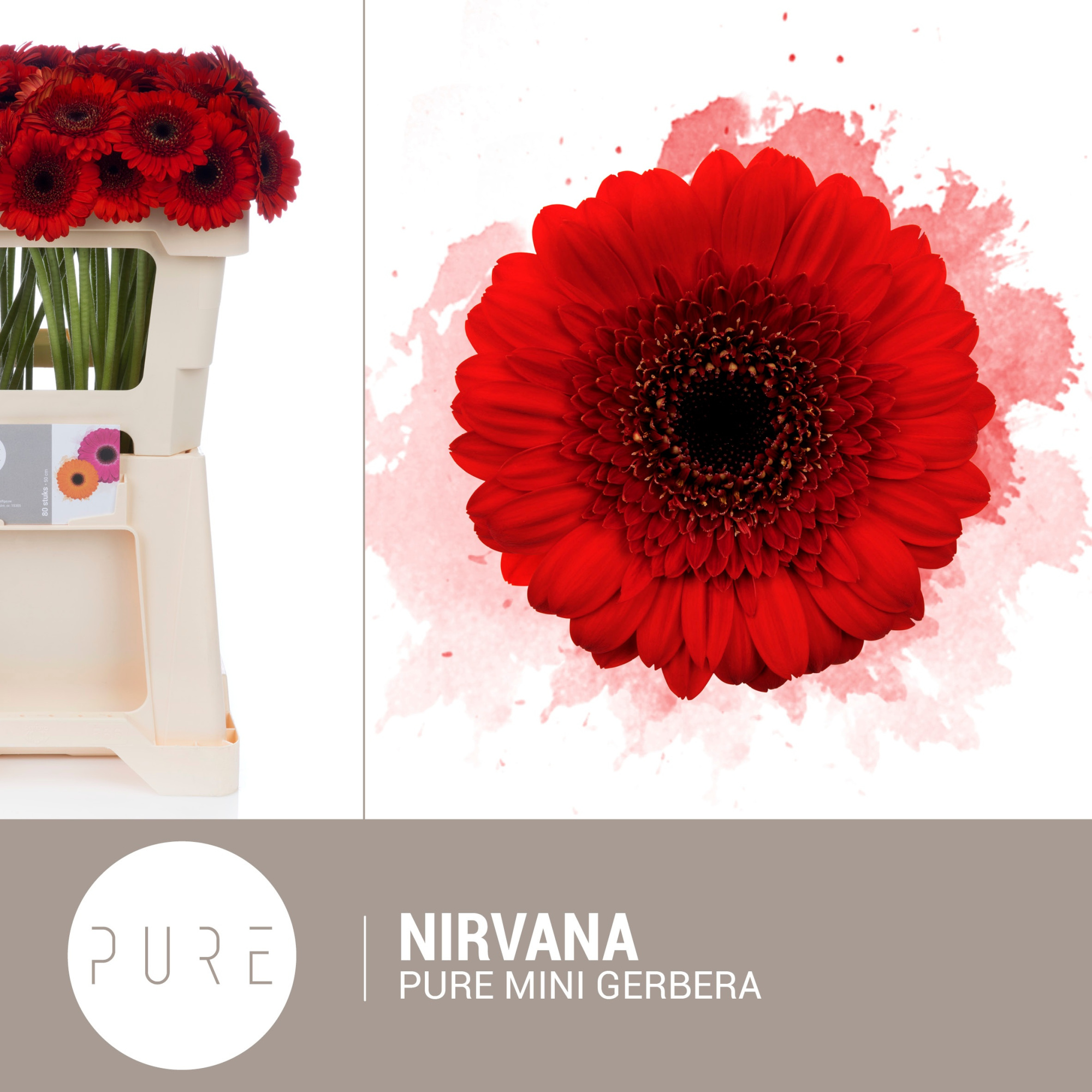 Гермини Нирвана, шт.