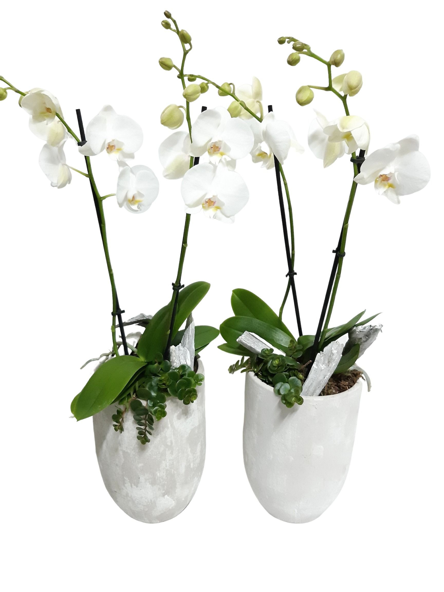 PV17PHW Keramiek vaas Phalaenopsis 18+ + wooddeco, D 17 cm