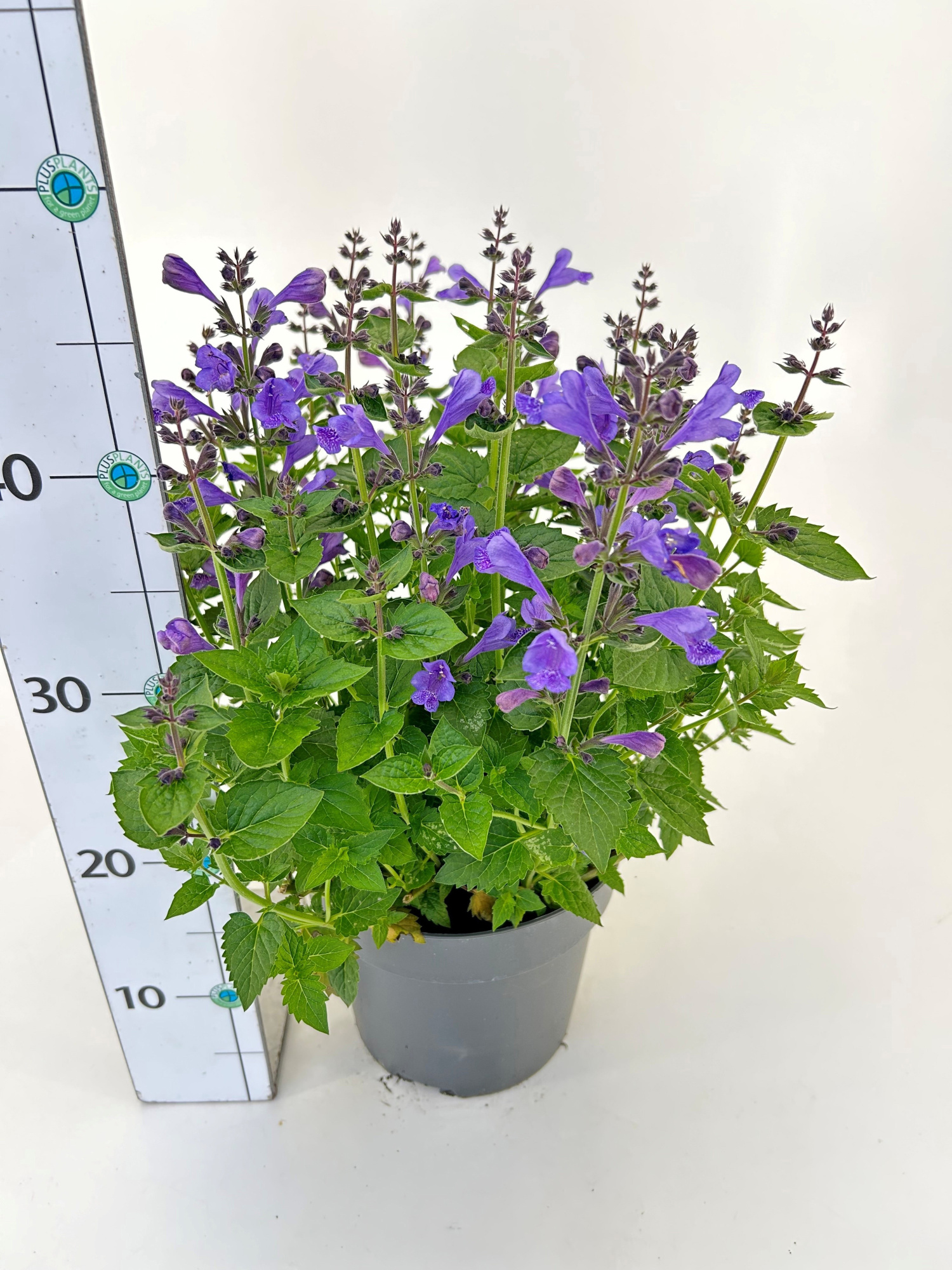 Nepeta 'Blue Planet', D 19
