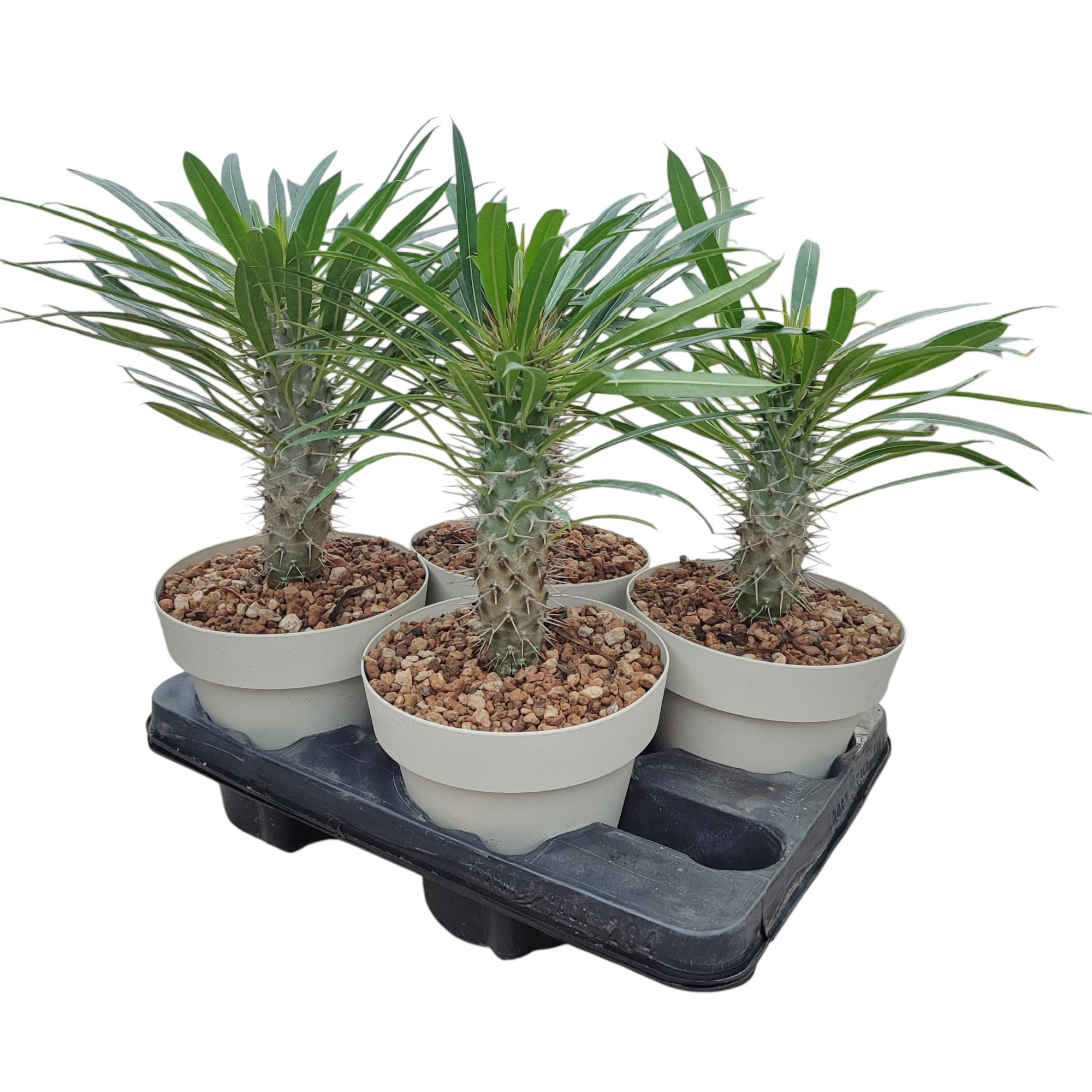 PACHYPODIUM LAMEREI Ø 16 - TRAY 4 PCS (SUCULENTEN), D 16 cm