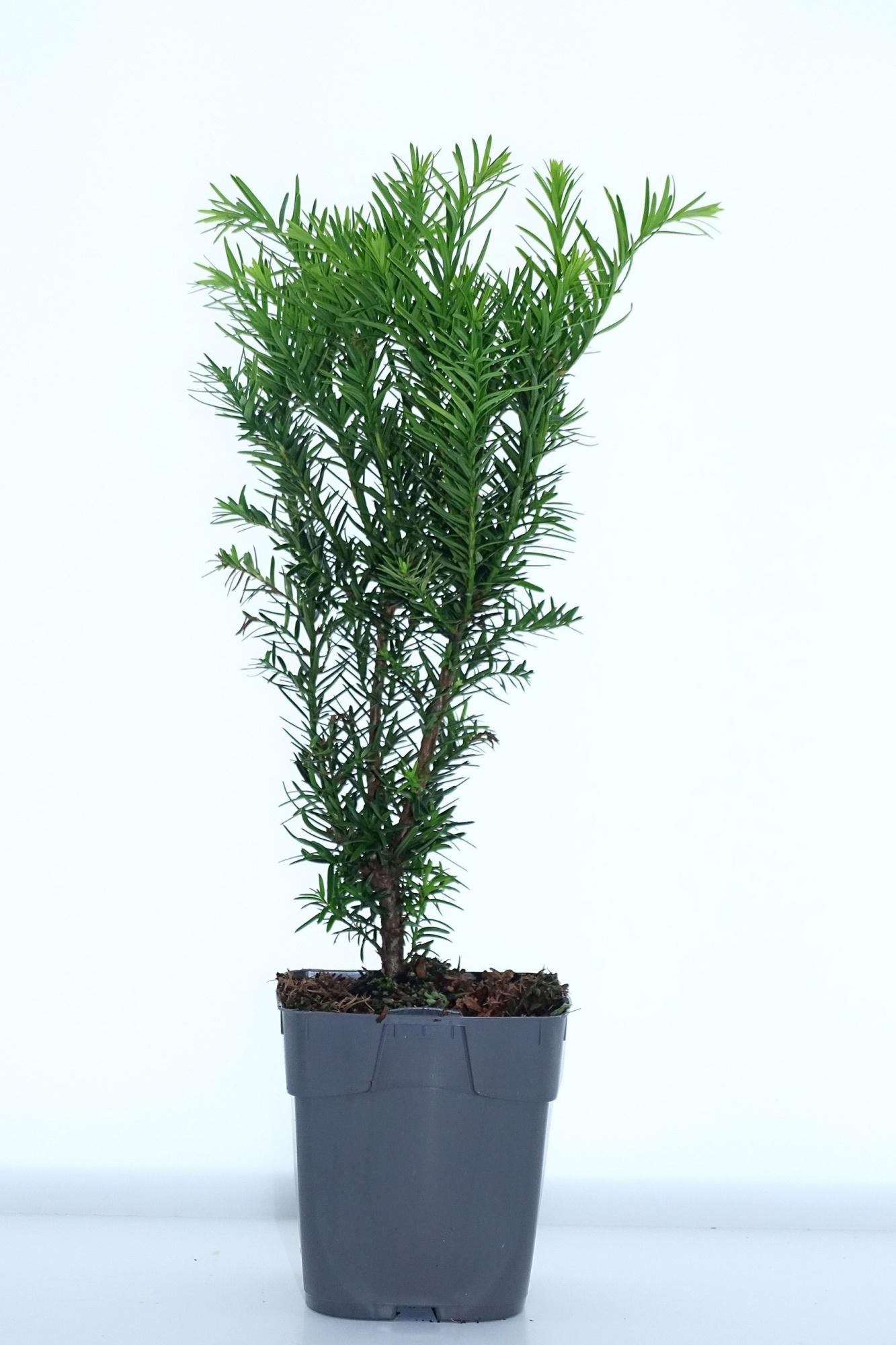 Taxus media 'Densiformis', D 12
