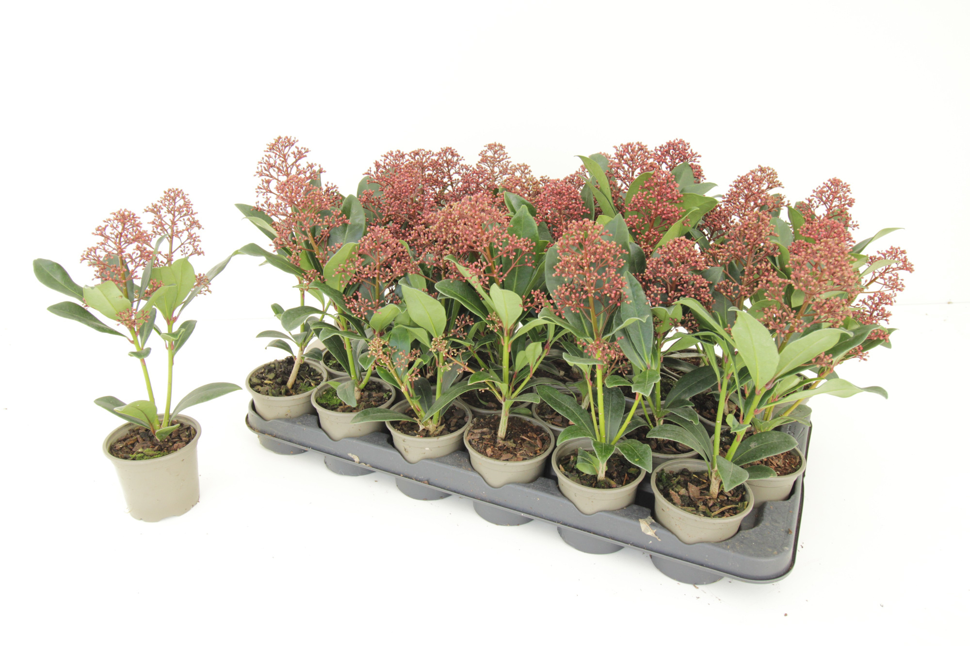 Skimmia Japonica Rubella 1-2 (9 cm), D 9 cm