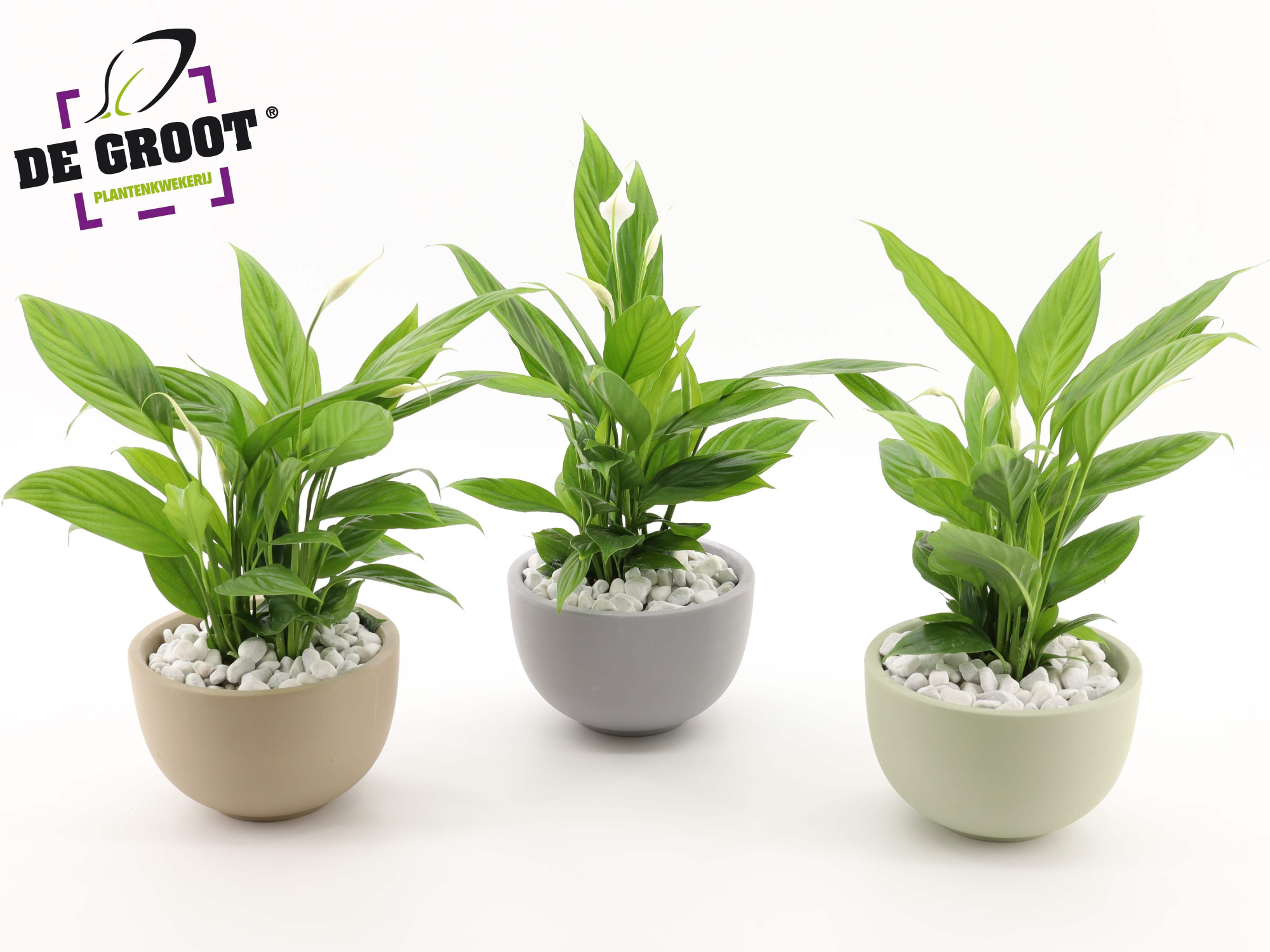 Arrangement Spathiphyllum in schaal, D 19 cm