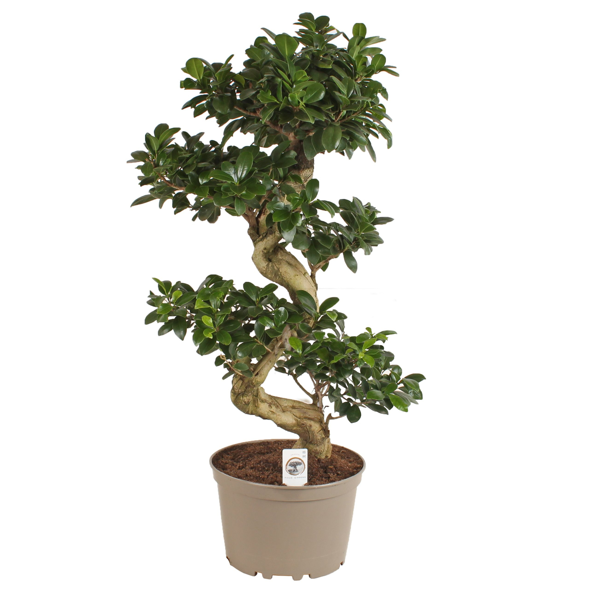 Ficus m. Ginseng pot ø24cm in Carbon Free pot S-Shape, D 24 cm