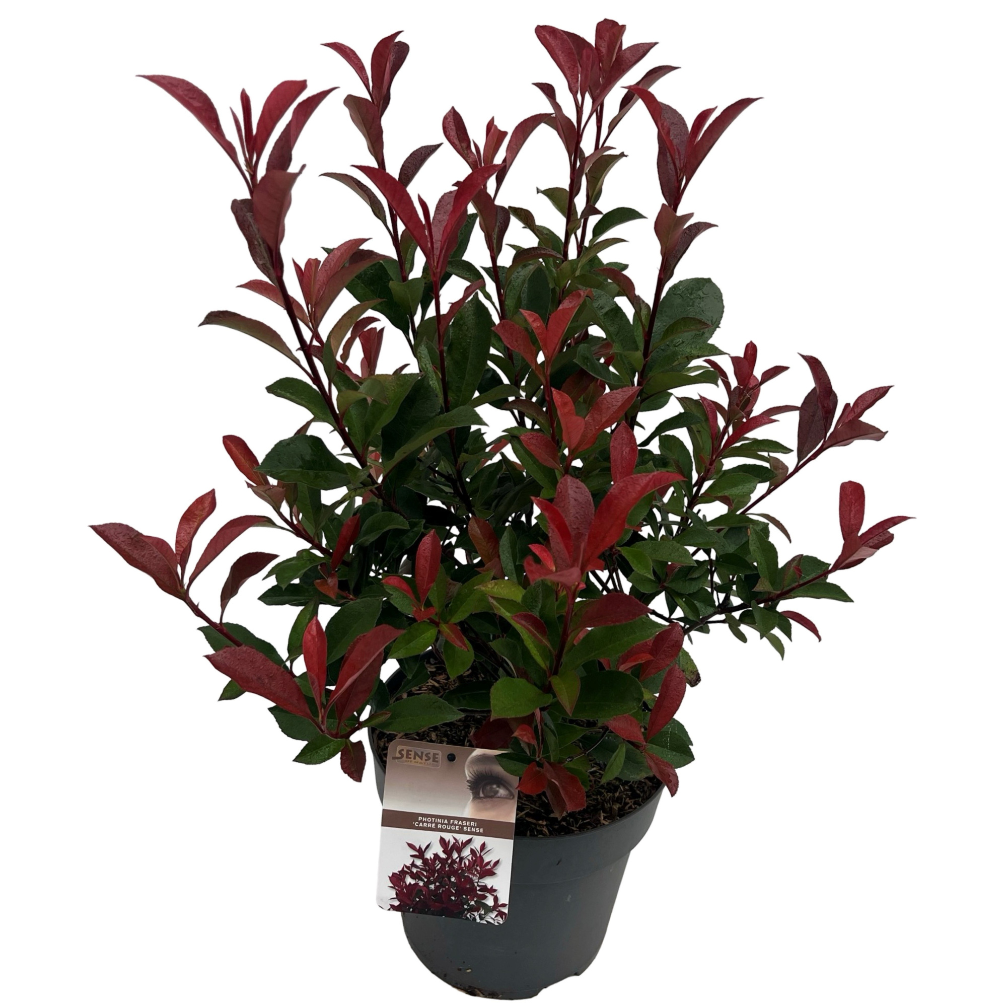 Photinia fras. 'Carré Rouge' sense, D 27 cm