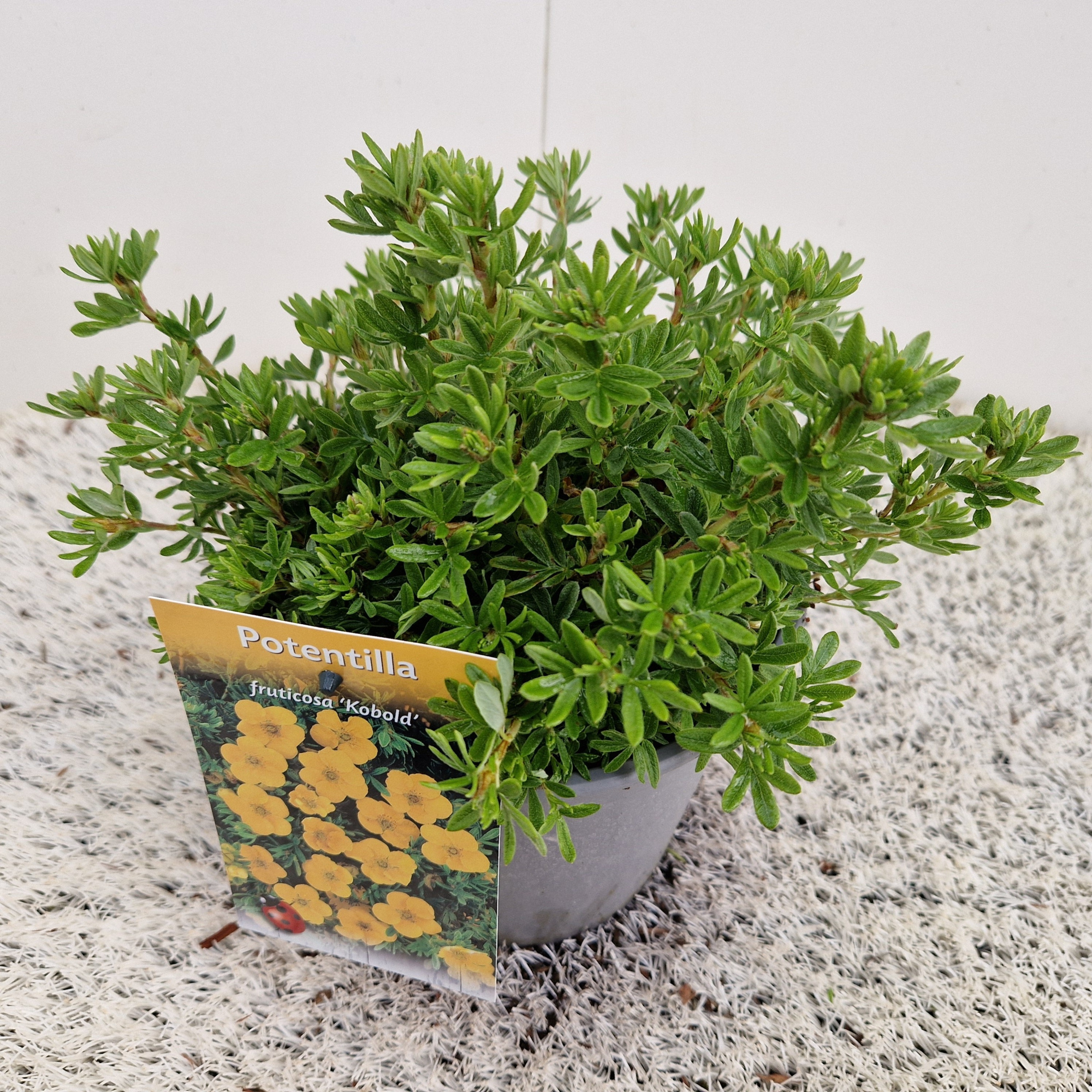 Potentilla frut. 'Kobold', D 17 cm