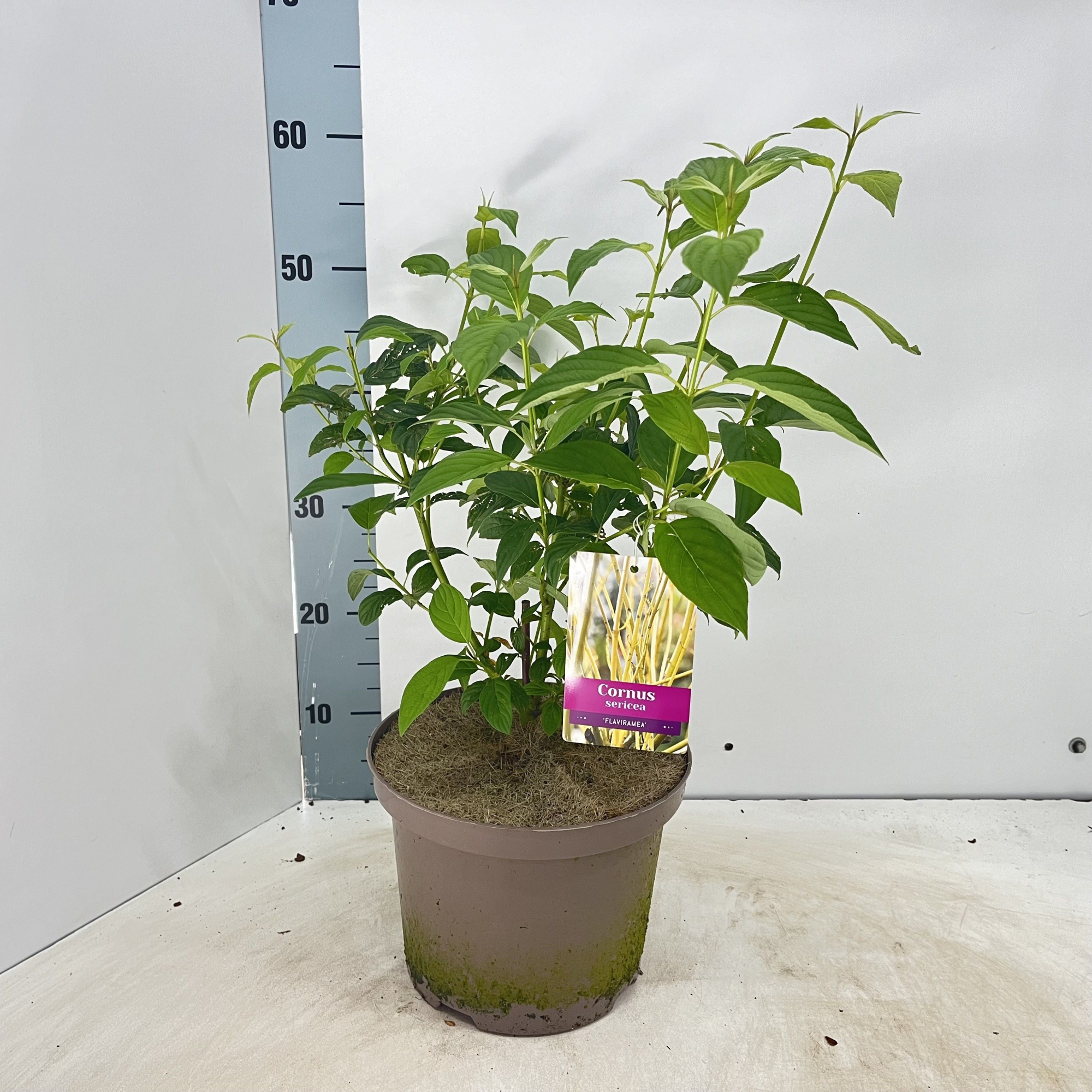 Cornus sericea 'Flaviramea', D 23 cm