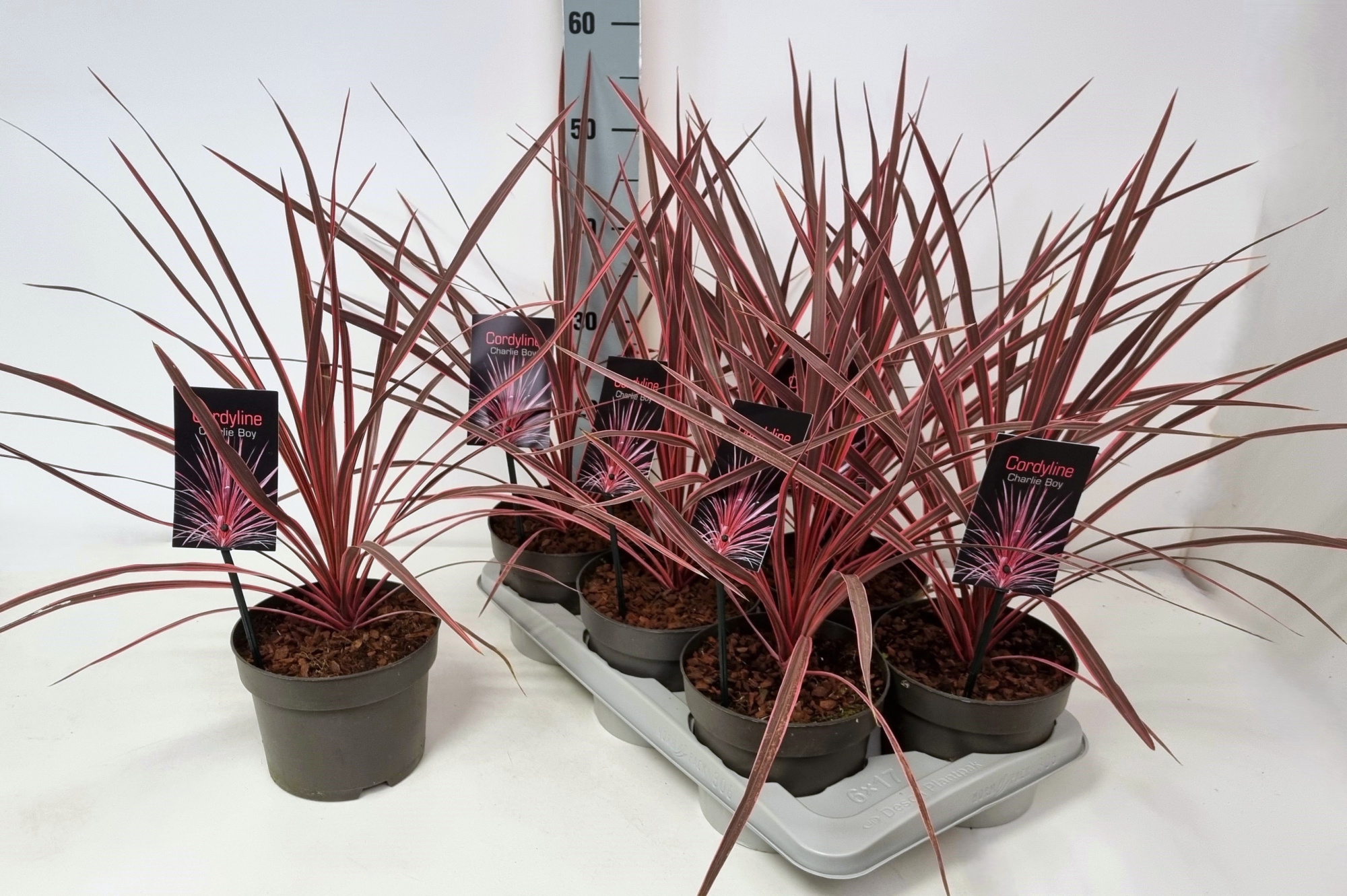 Cordyline australis 'Charlie Boy' P17, D 17