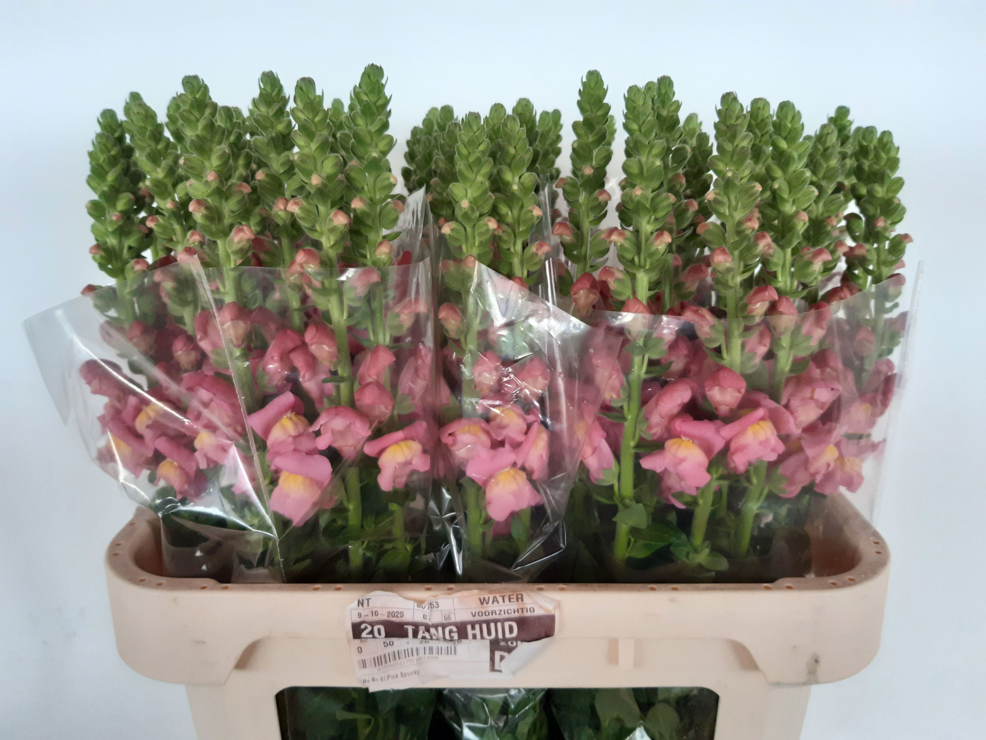 Антирринум Антибс Роуз, шт.