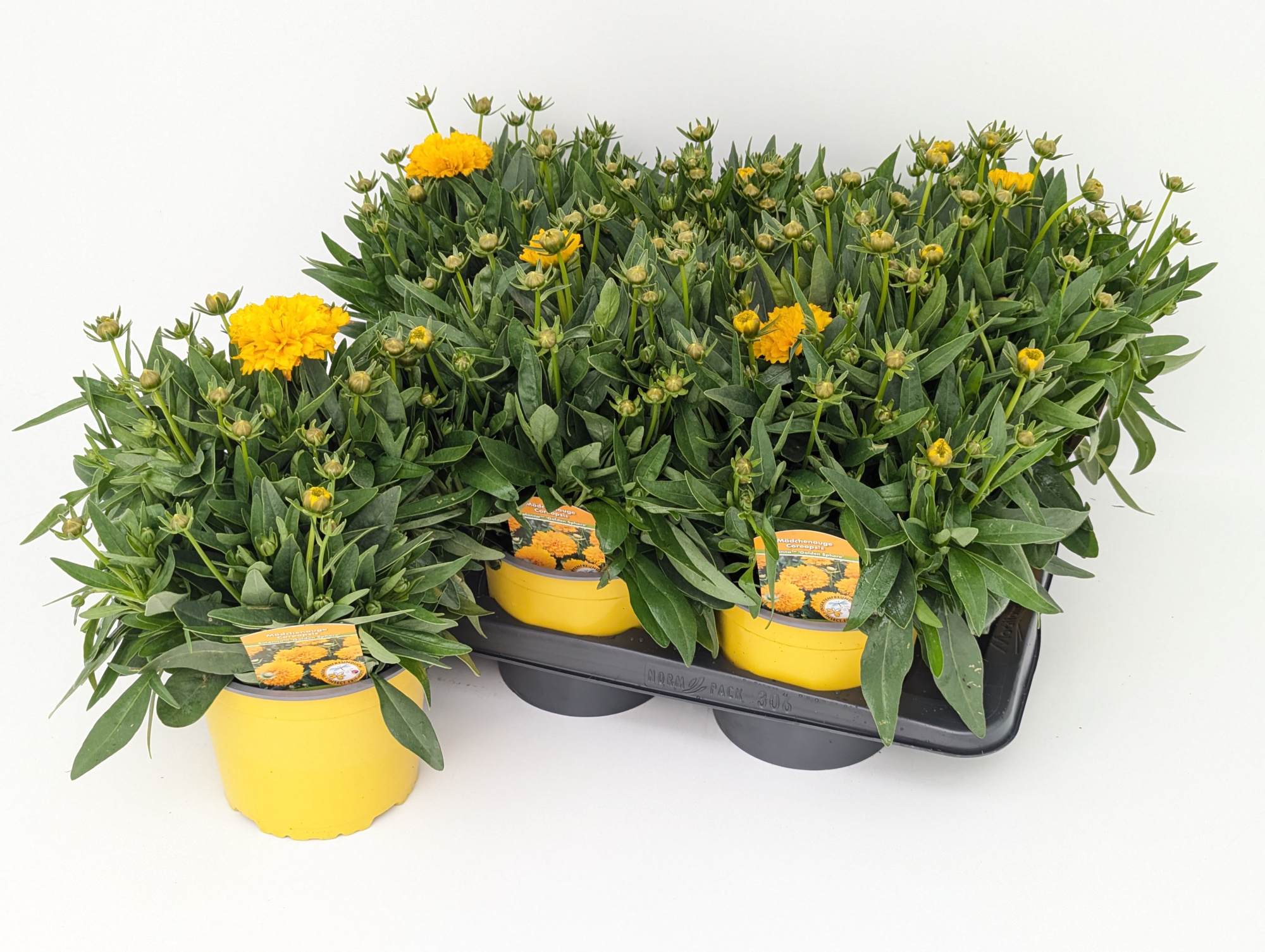 Coreopsis Solanna Golden Sphere T17, D 17