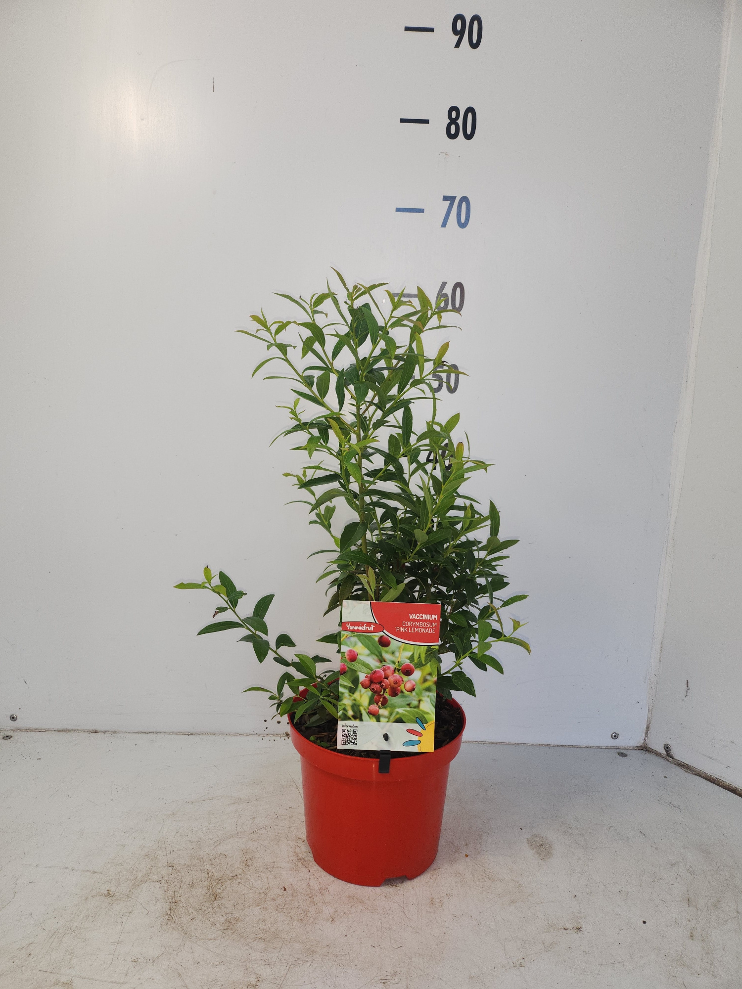 Vacciniium Pink Lemonade, D 19