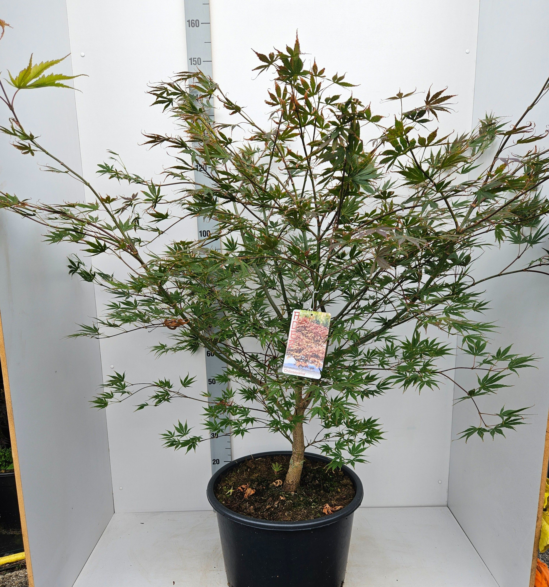 Acer palmatum 'Chitoseyama', D 43 cm