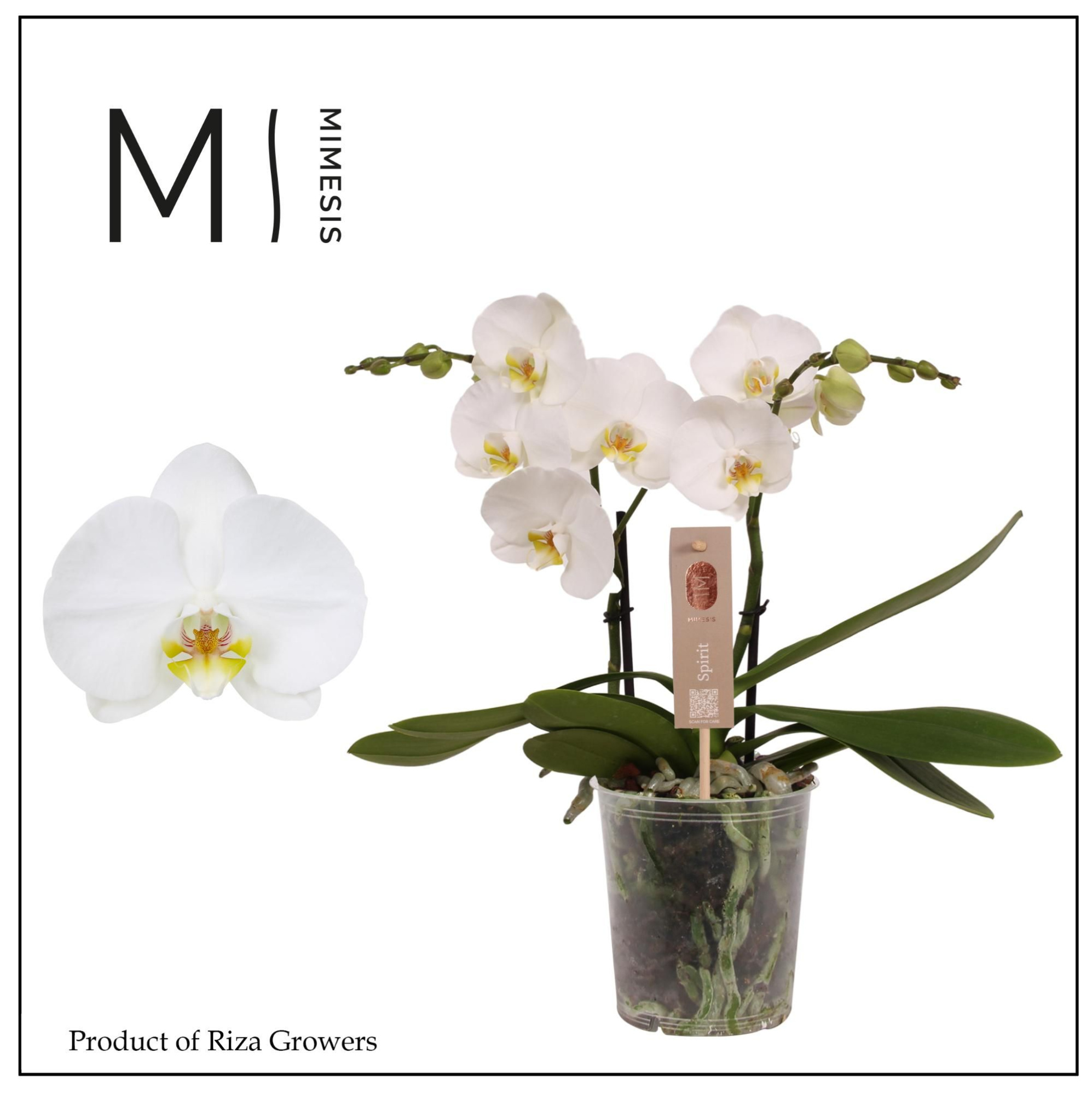 Phalaenopsis Spirit White 2 spike - 12cm | Mimesis, D 12 cm