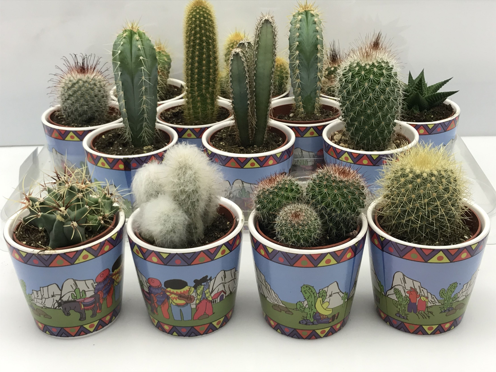 439 Gringo pot cactus 6,5 cm, D 8 cm