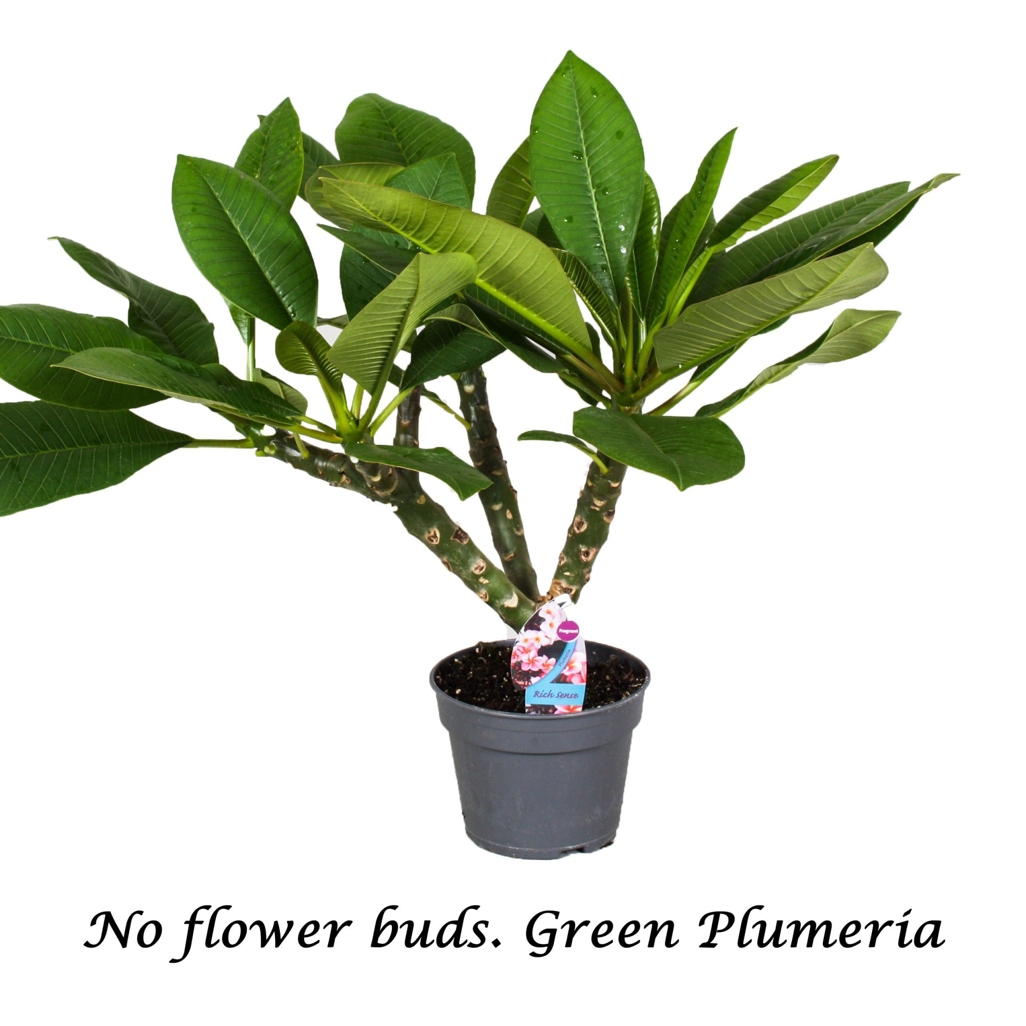 Green Plumeria 2/3 Branches NO BUDS, D 17 cm