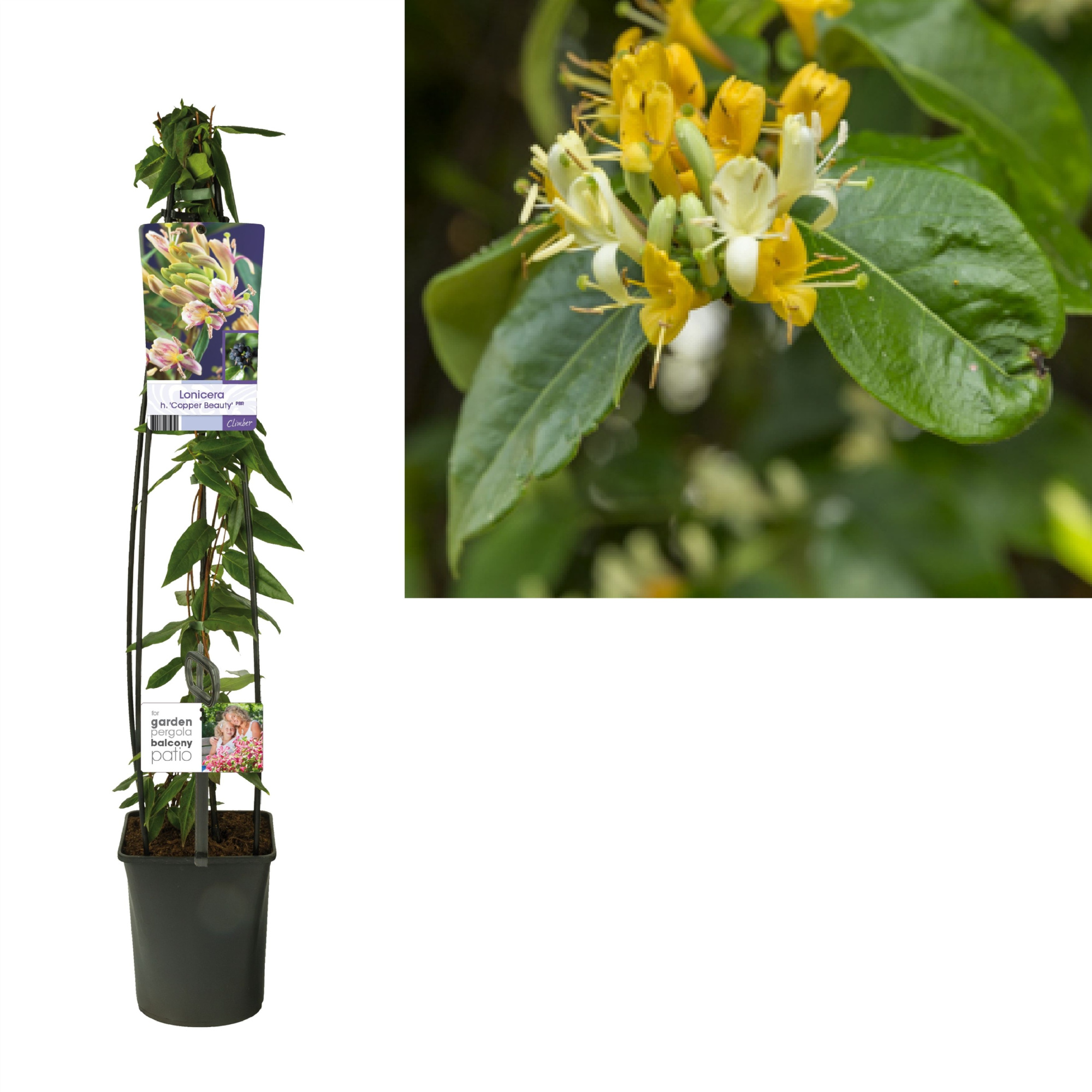 Lonicera h. 'Copper Beauty' PBR +light label, D 23 cm