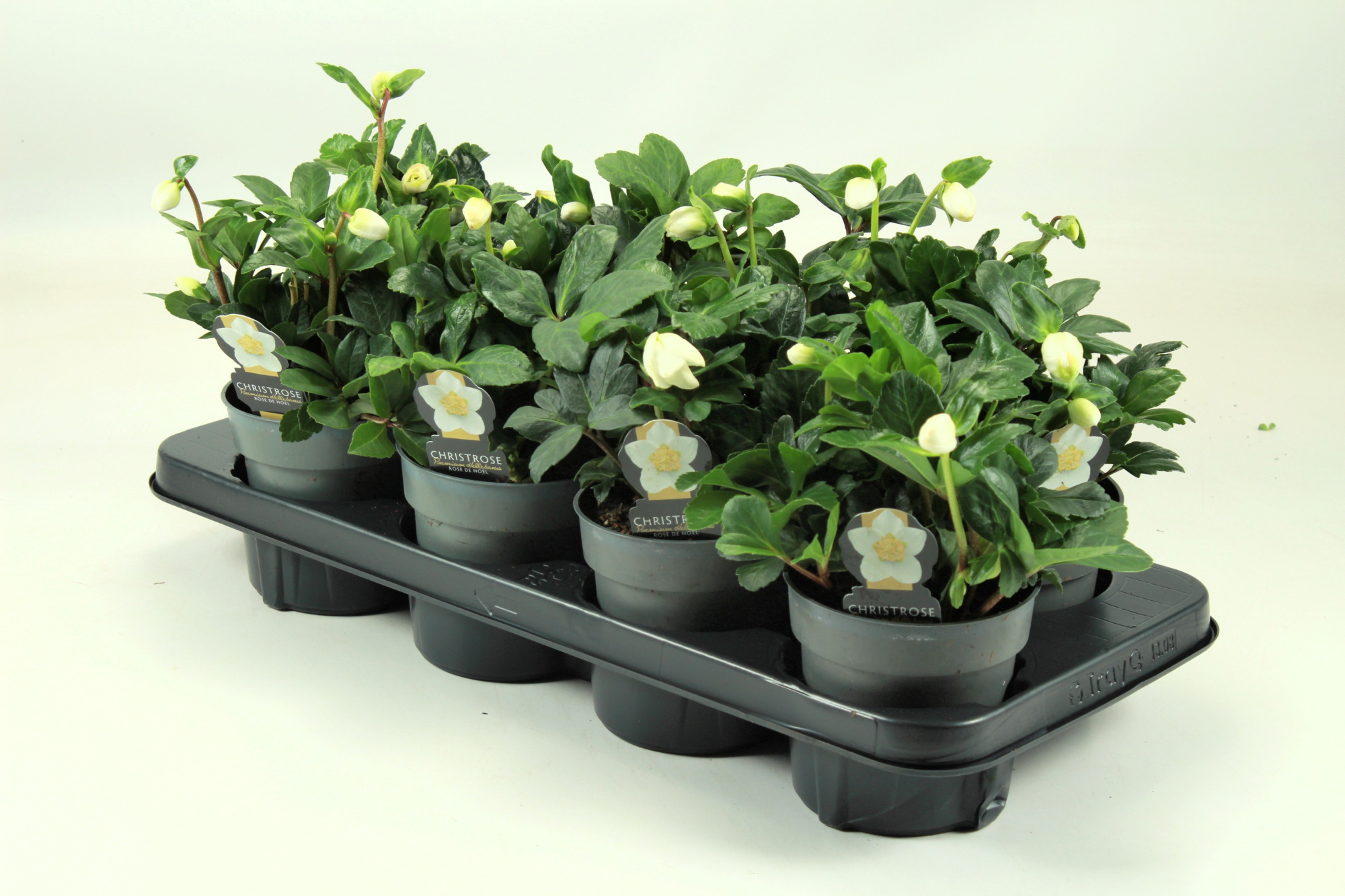 Helleborus niger "Early Star" T12, D 12 cm