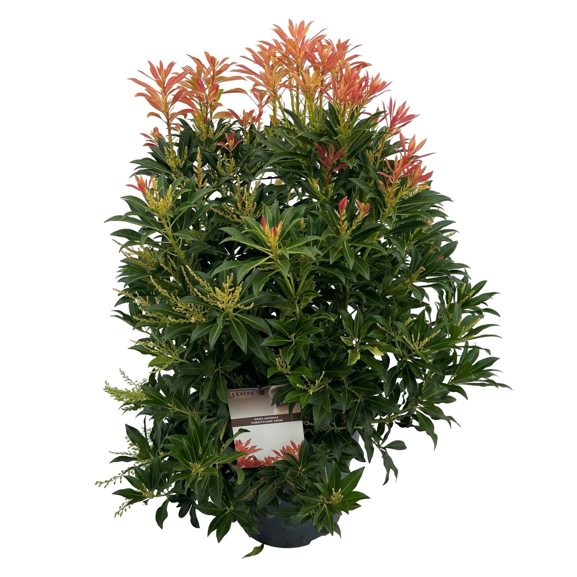 Pieris jap. 'Forest Flame' sense, D 27 cm
