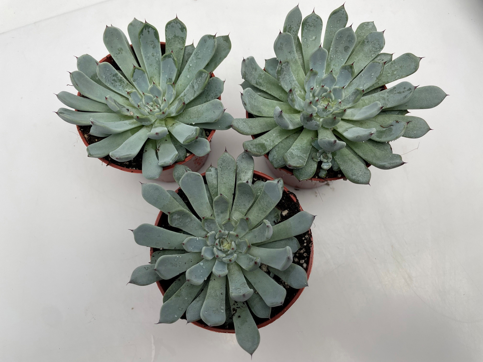 37 Echeveria Spider 8,5, D 8,5