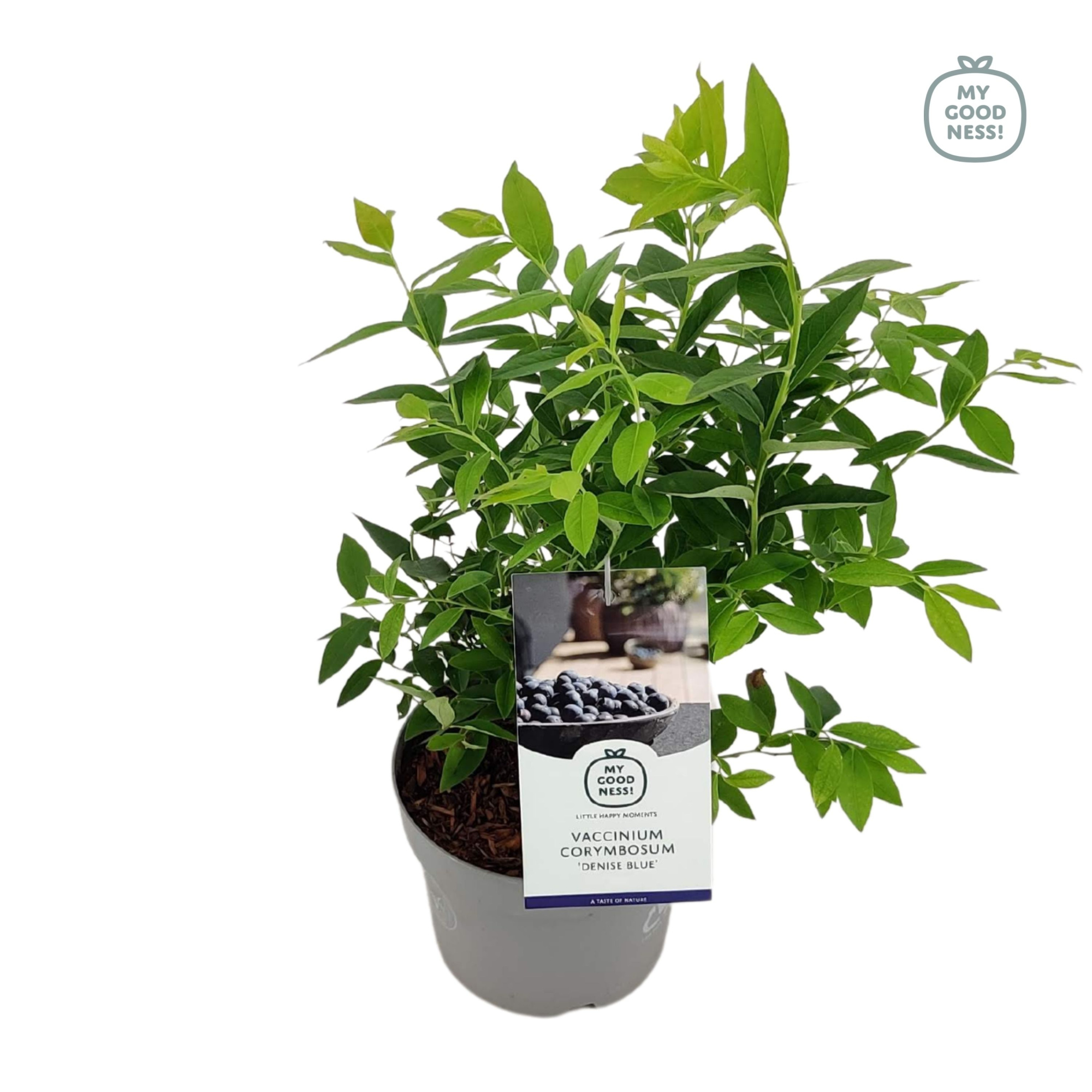 Vaccinium 20cm /2 liter 'Denise', D 17 cm