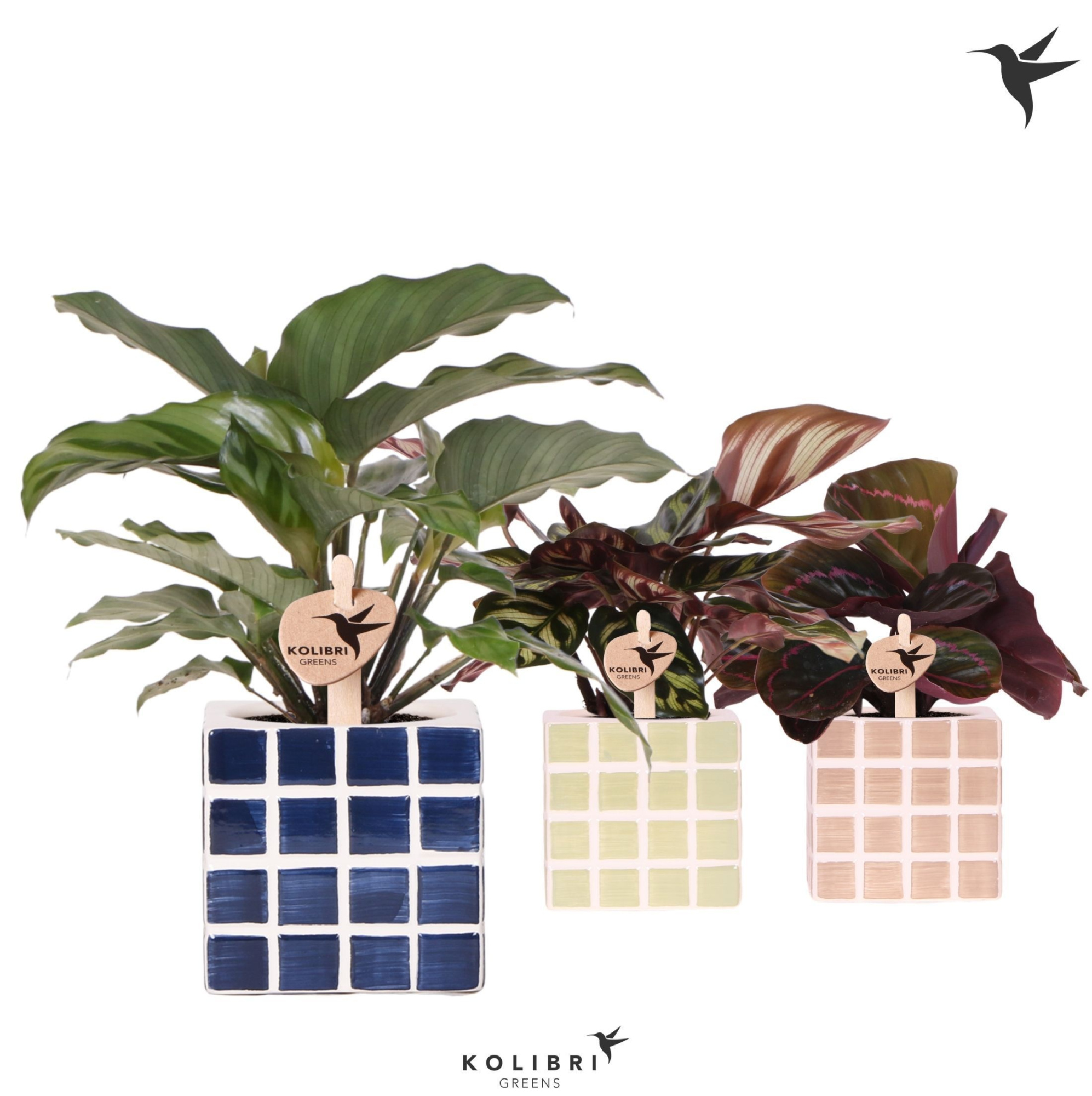 Kolibri Greens Calathea mix in Mosa pot blue mix, D 9
