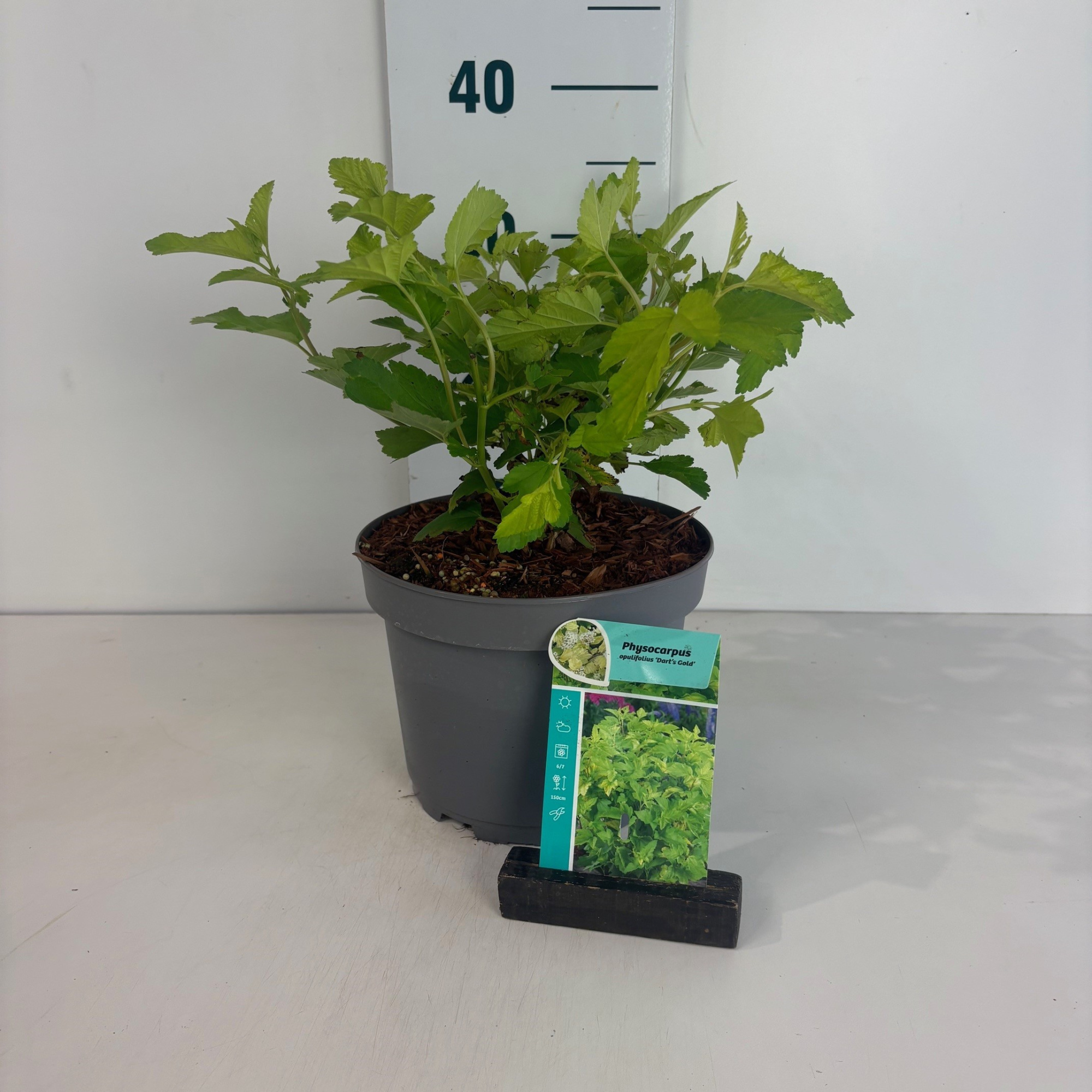 Philadelphus opulifolius Dart's Gold, D 20 cm