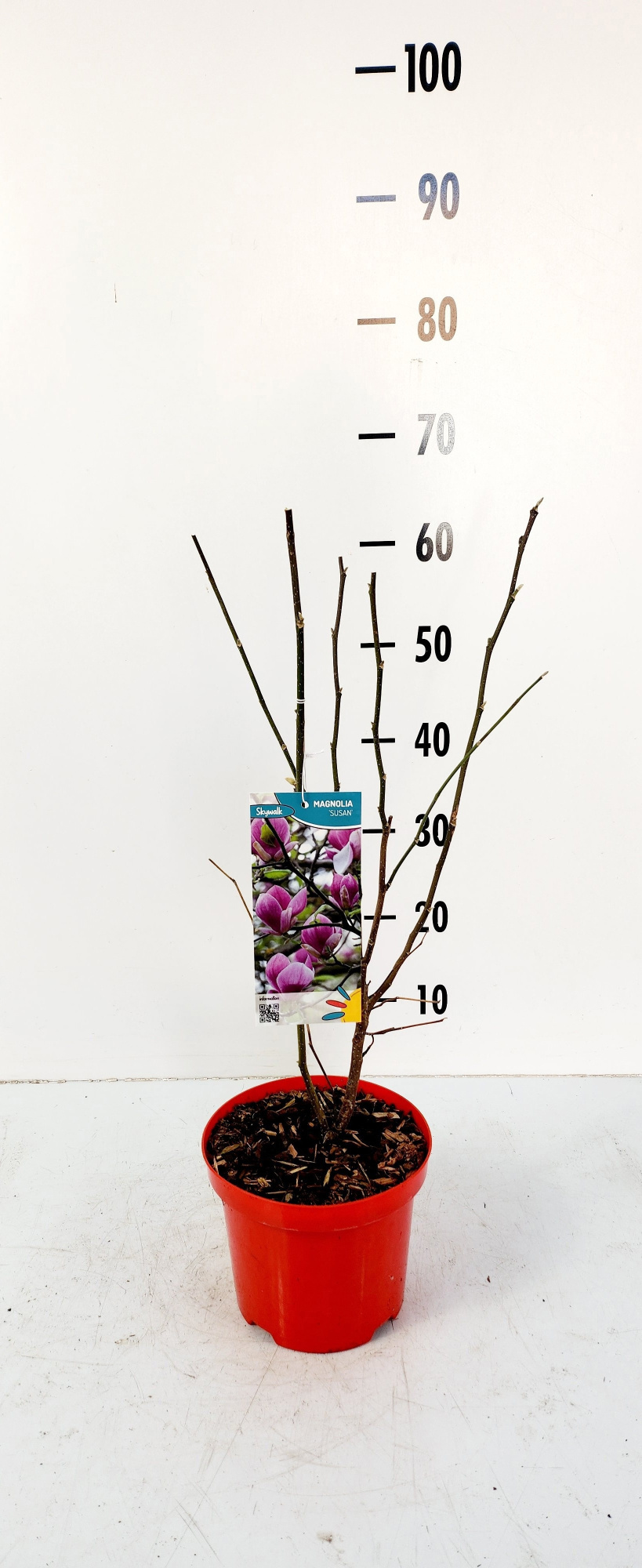 magnolia susan, D 19