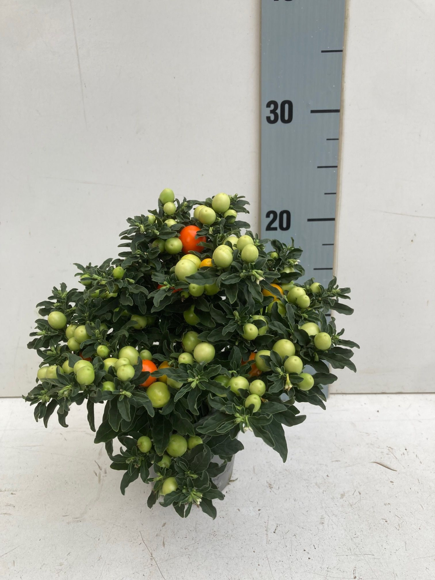 Solanum pseudocapsicum thorino light, D 10,5 cm