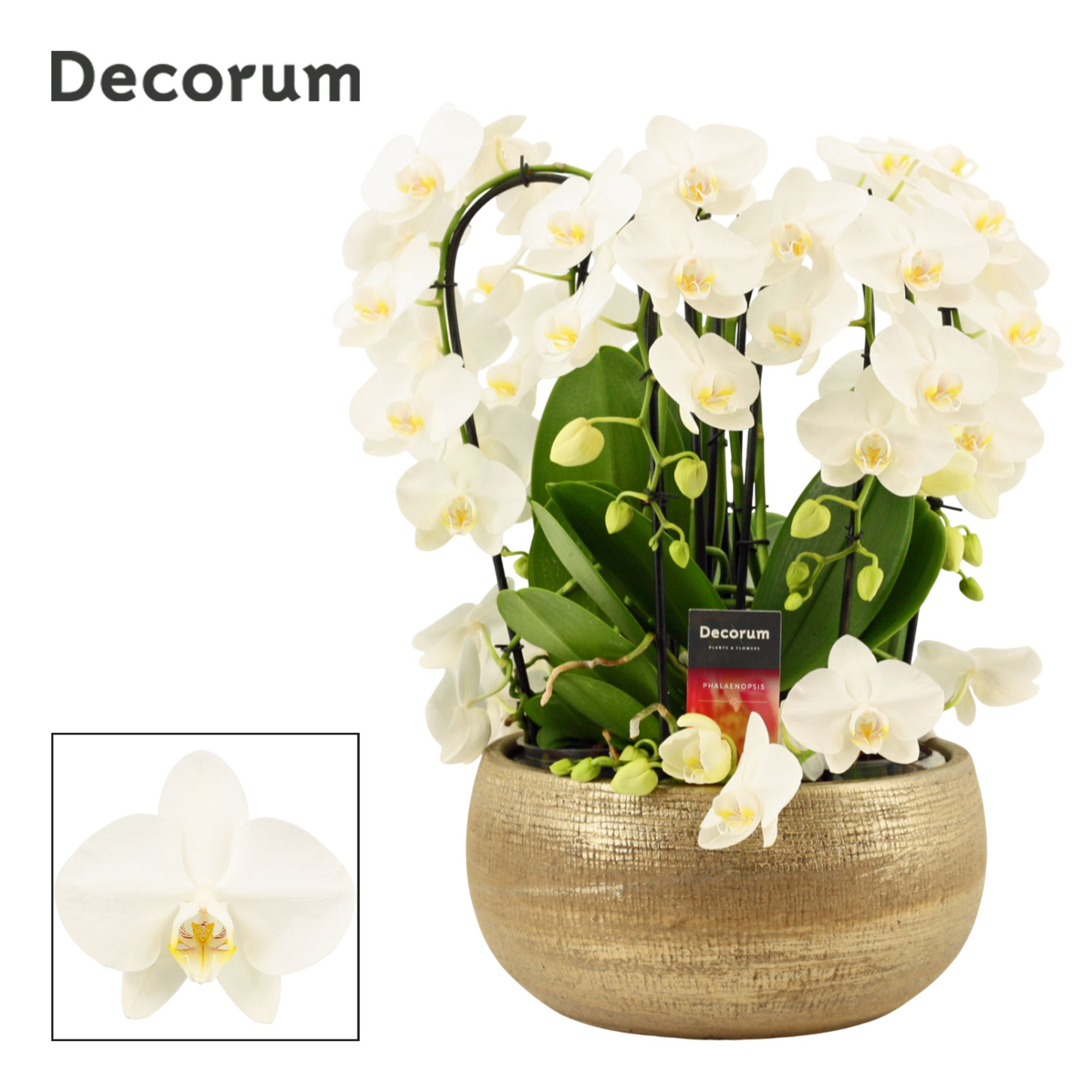 Aurelie twirl 9 tak symphony white (Deco-collection), D 27