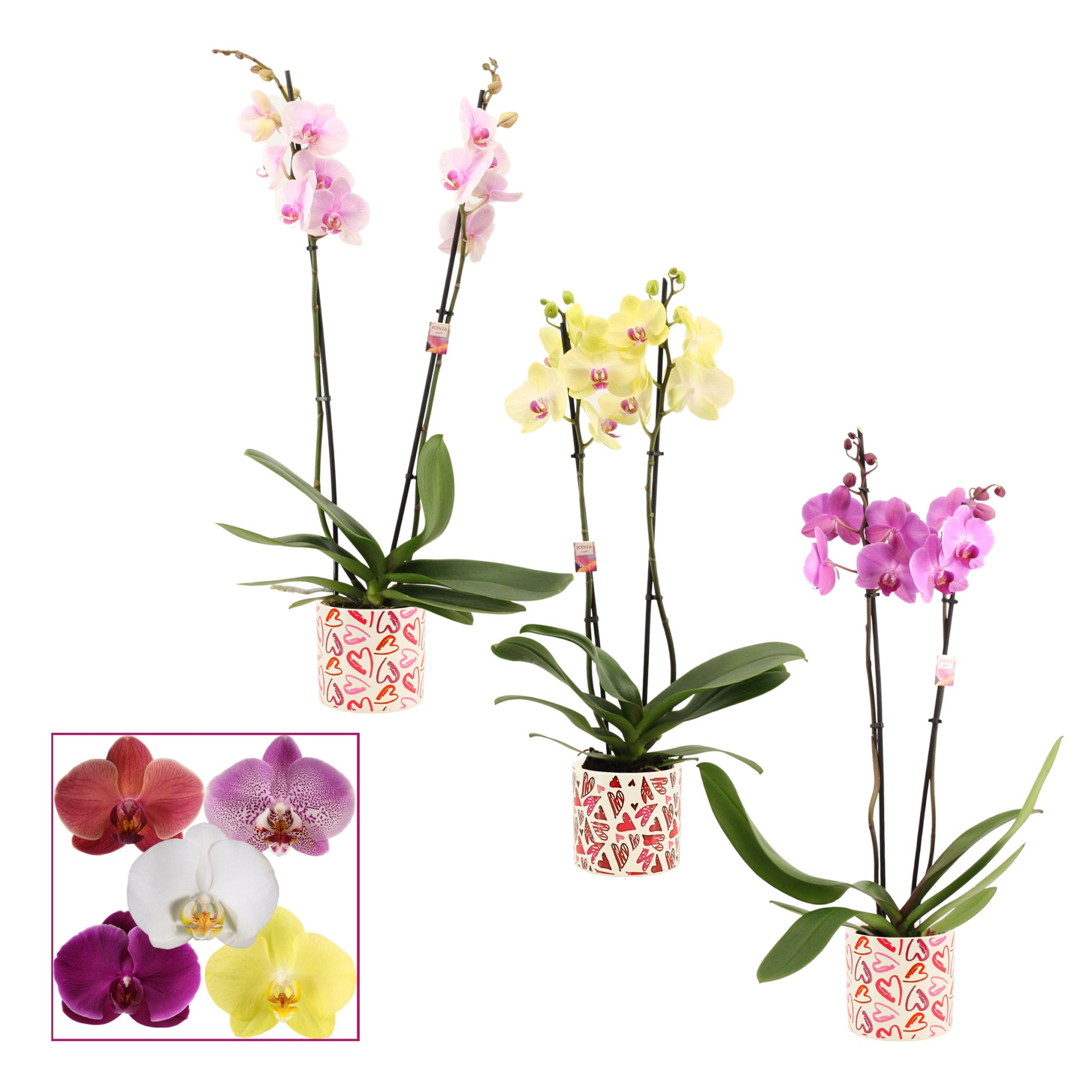 Phalaenopsis 2 tak 14+ mix in Julia (Deco-collection), D 12