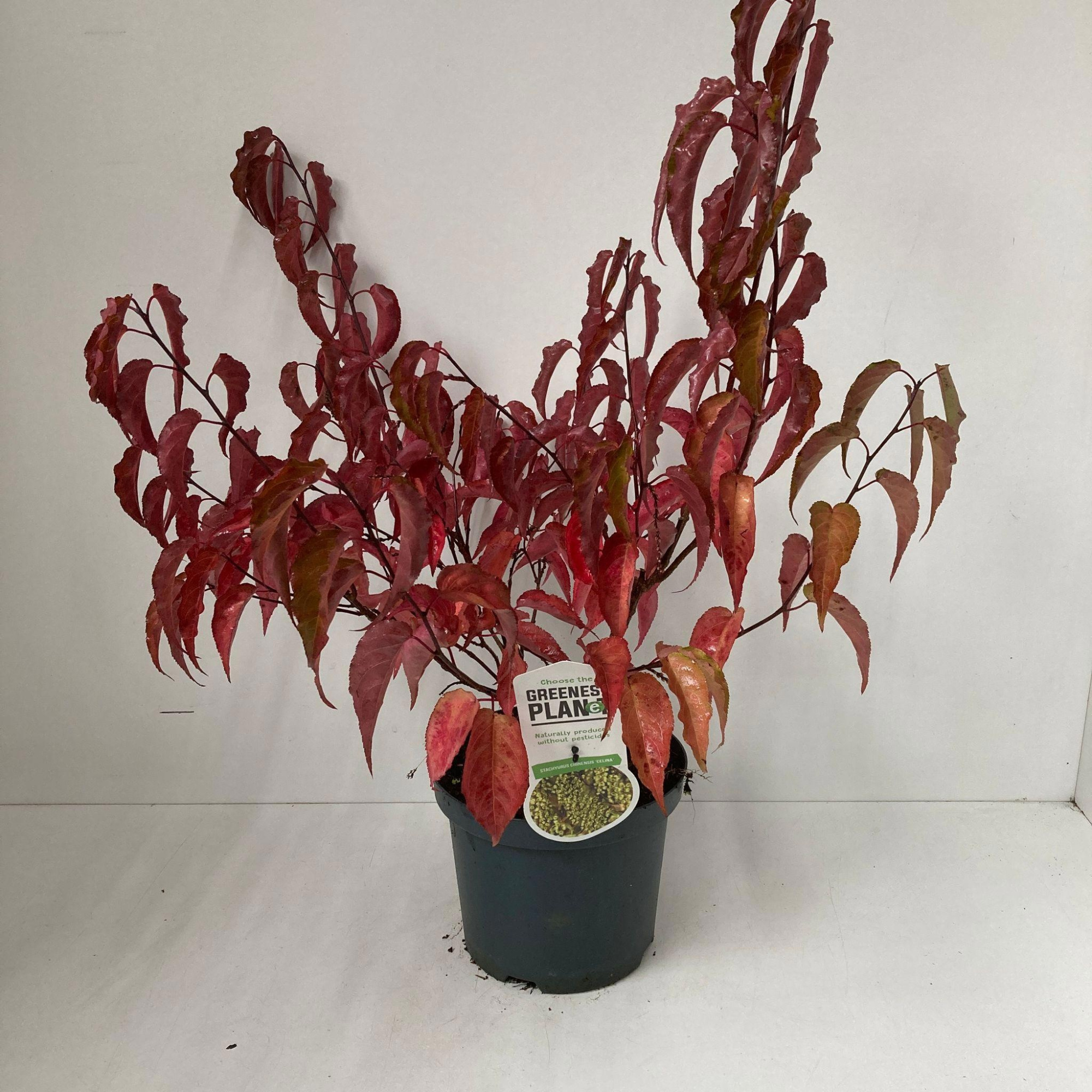 Stachyurus chin. 'Celina', D 19 cm