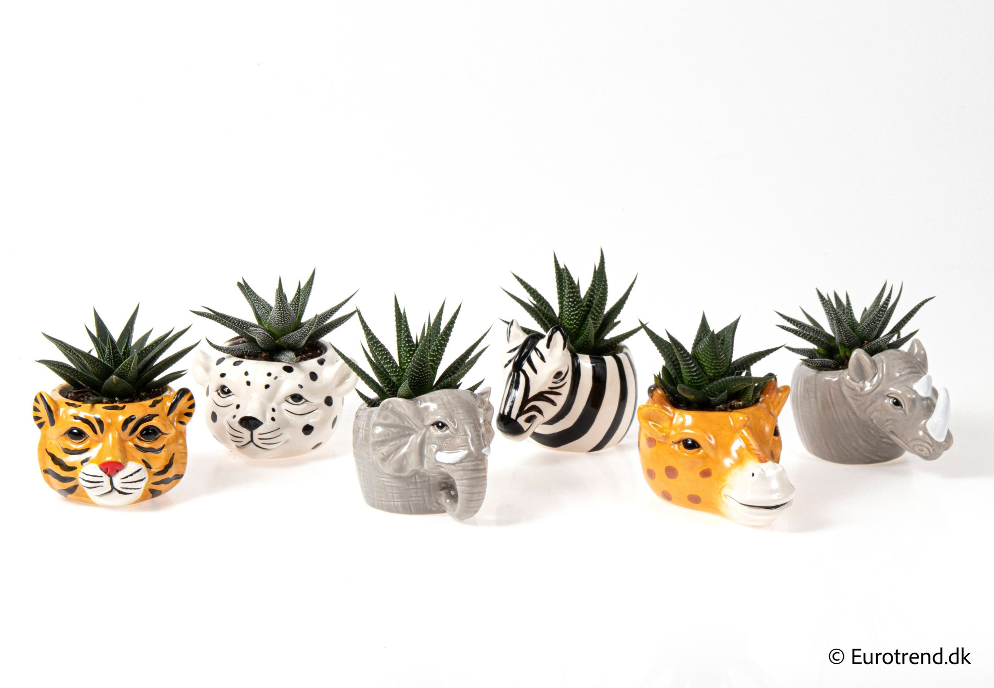 Succulent mix in ceramic with animal face - Spring, Summer & Autumn 2025, D 6 cm