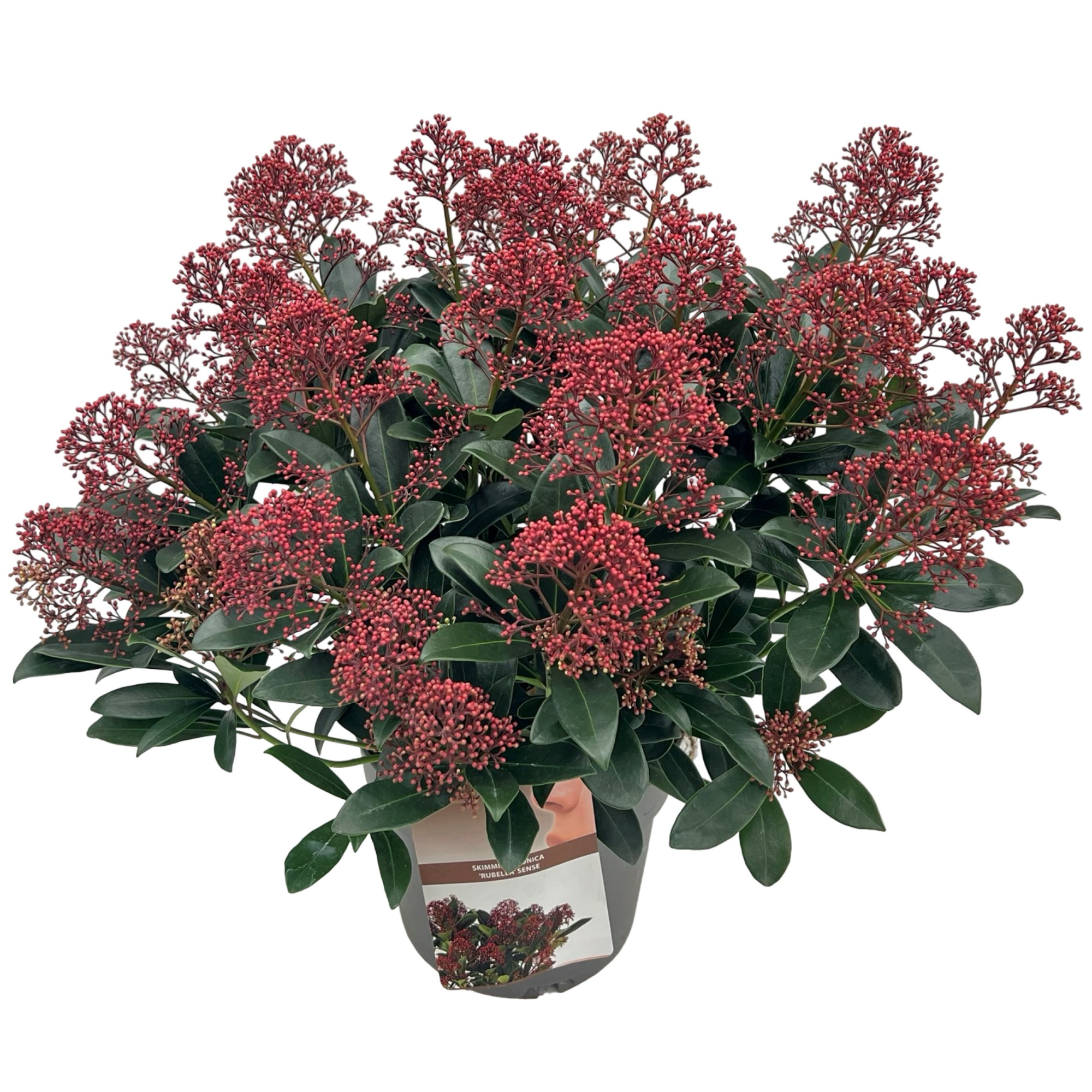 Skimmia jap. 'Rubella' sense, D 23 cm