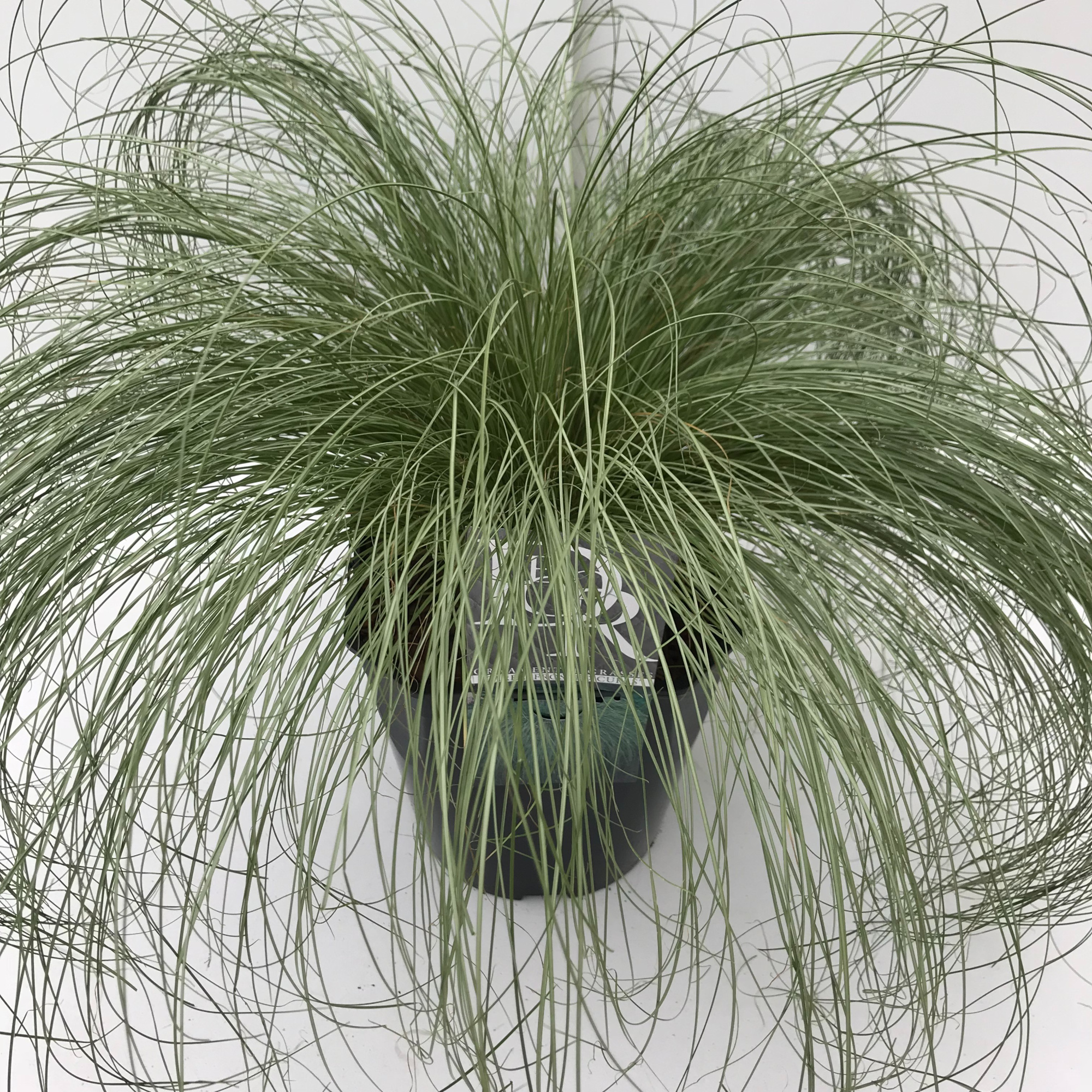Carex 'Frosted Curls', D 23 cm