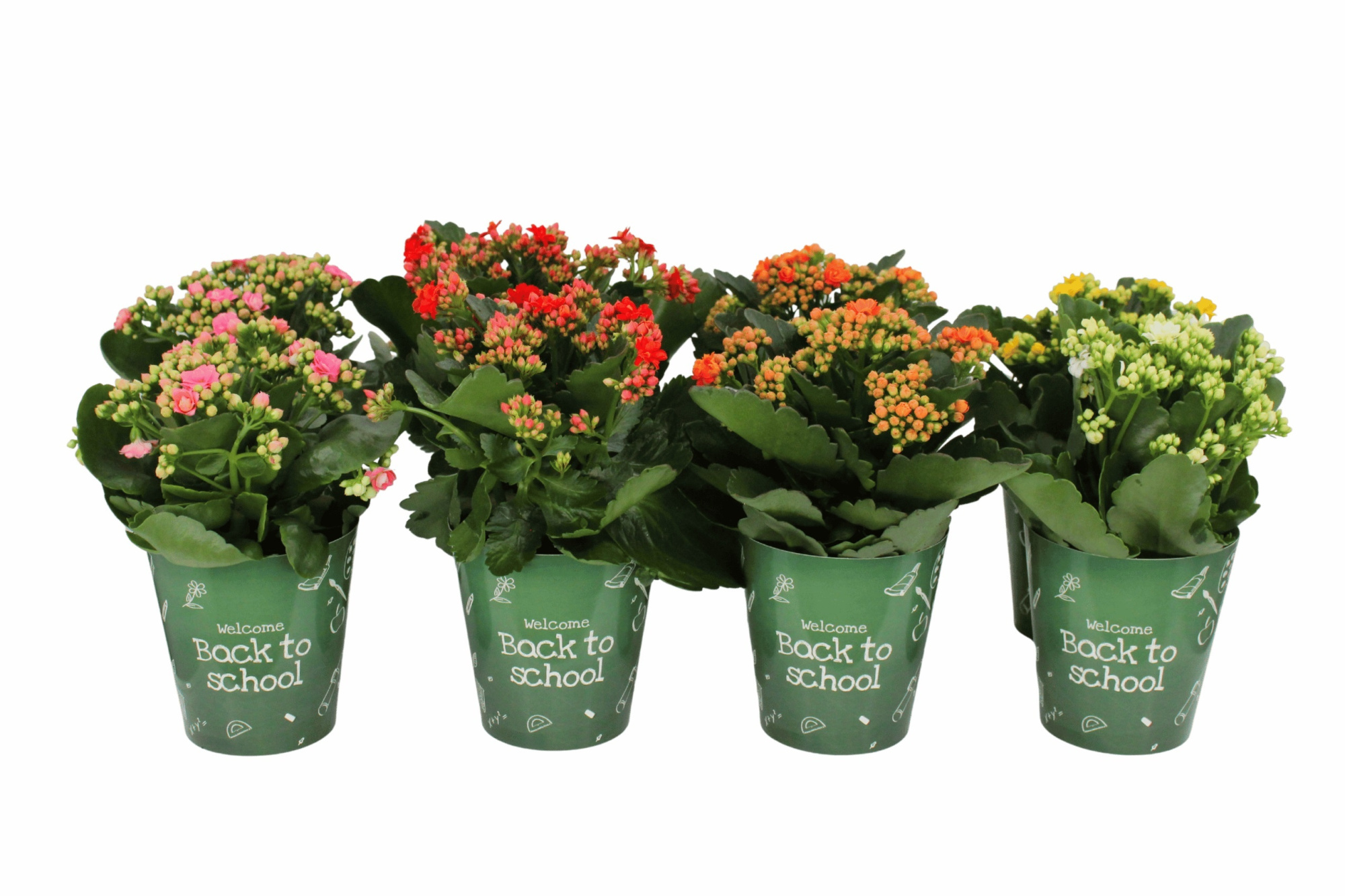Bloeimix 12 cm - Back to School Potcover Kalanchoë, D 12 cm