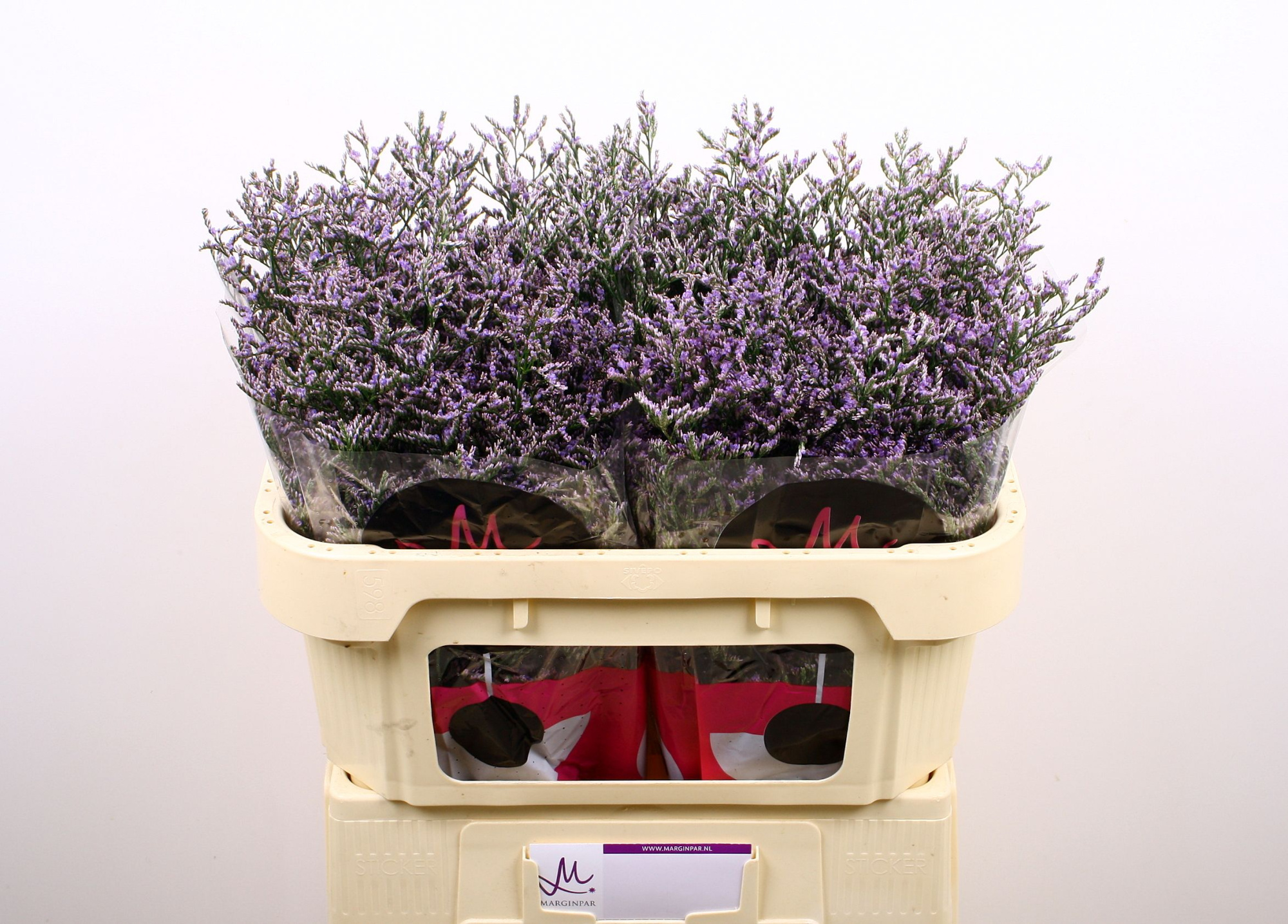 Лимониум Скайлайт 70, шт.