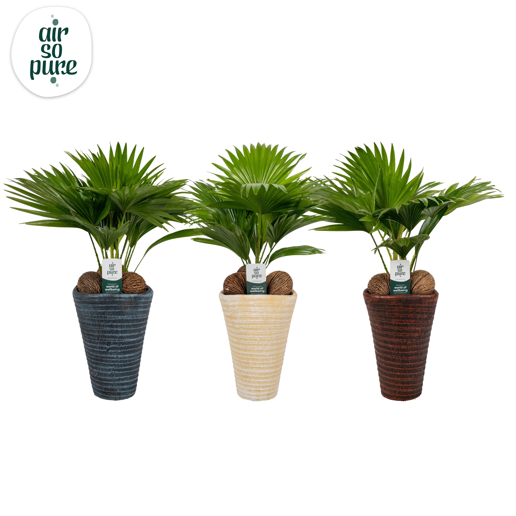 Livistona rotundifolia11 s Asp Air So Pure Mix pot, D 16 cm