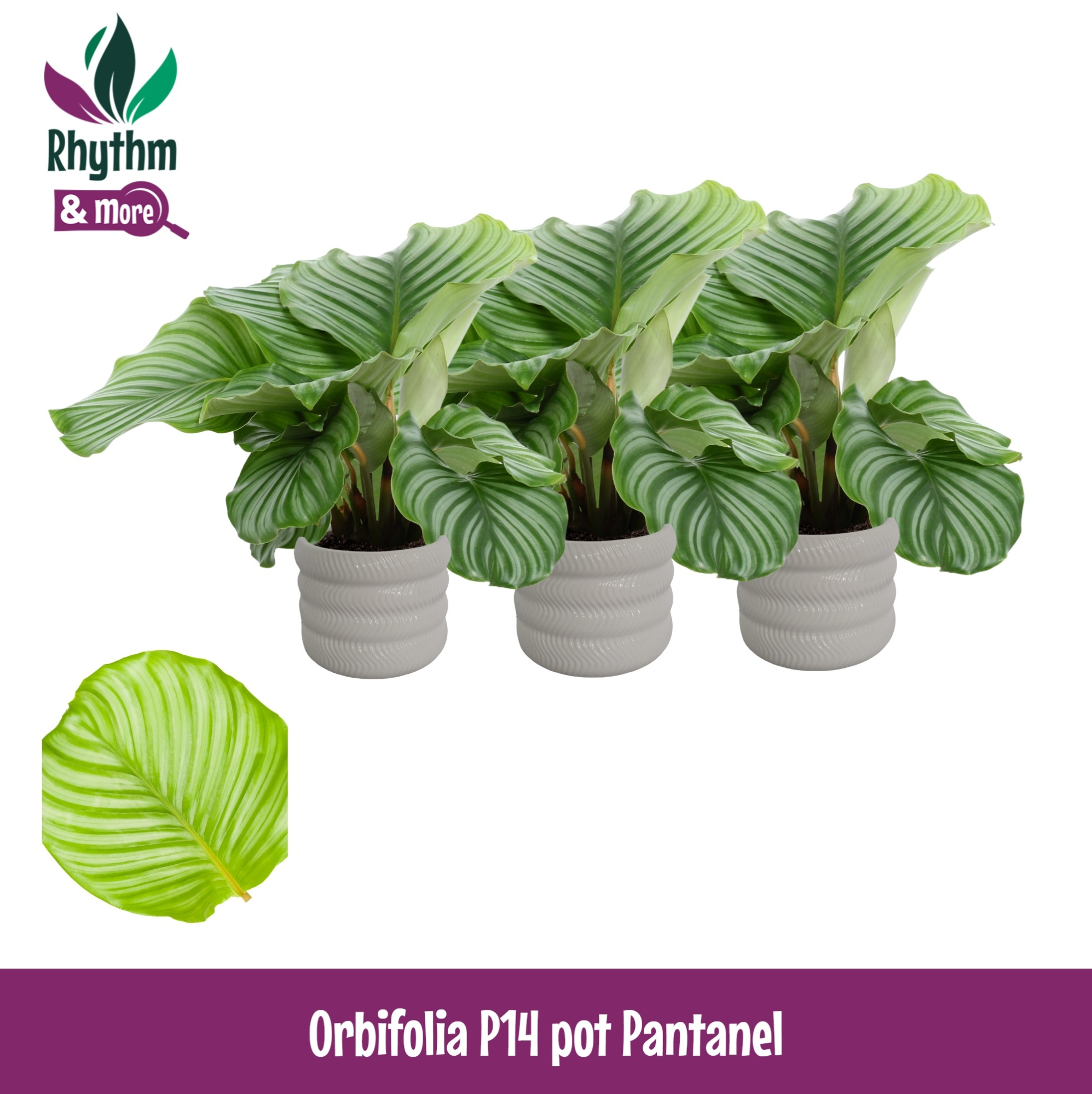 Calathea 14cm Orbifolia in Pantanel Keramiek - Rhythm & More, D 14