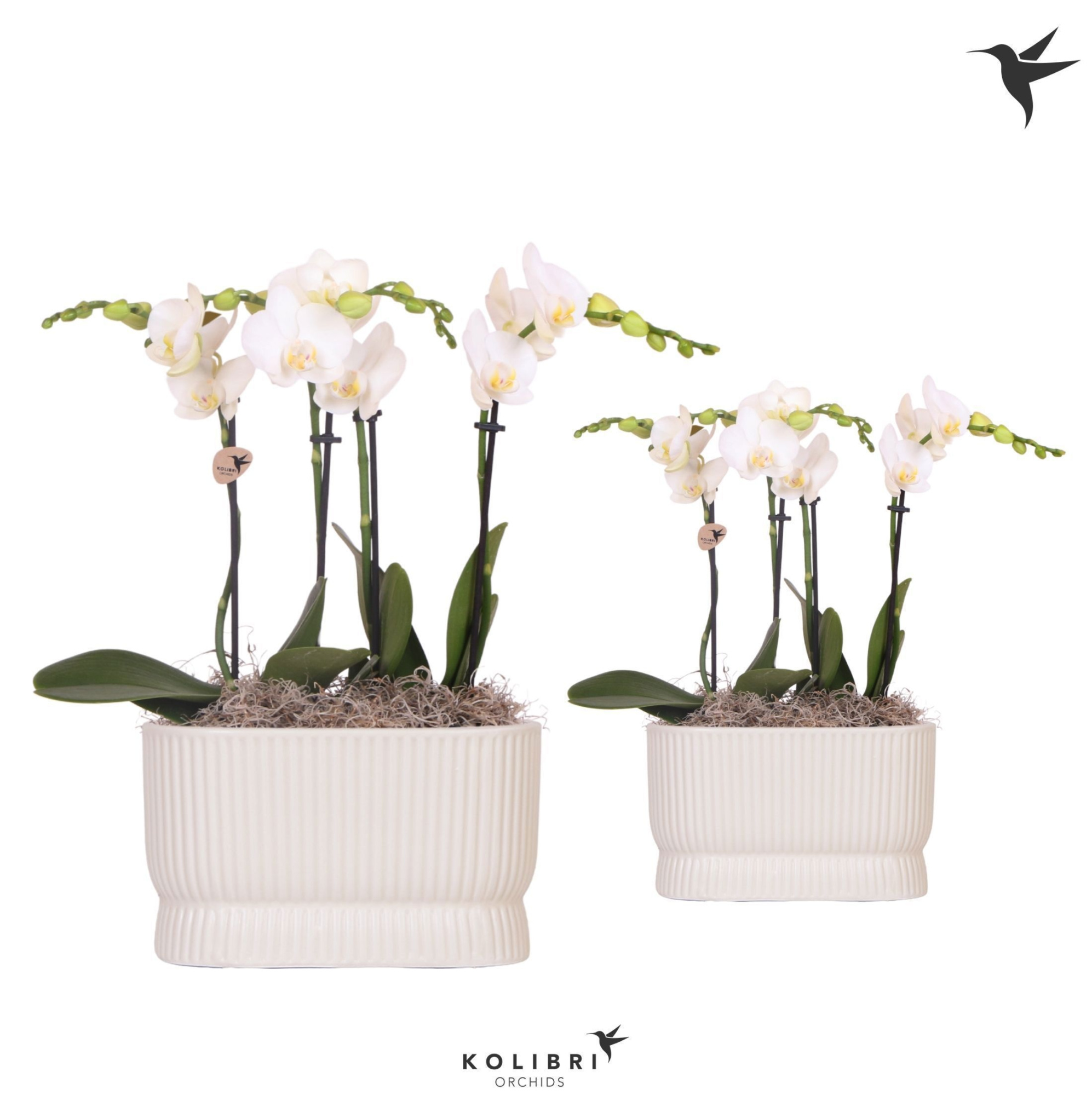 Kolibri Orchids Phalaenopsis white 4spike in Diabolo travertine, D 9