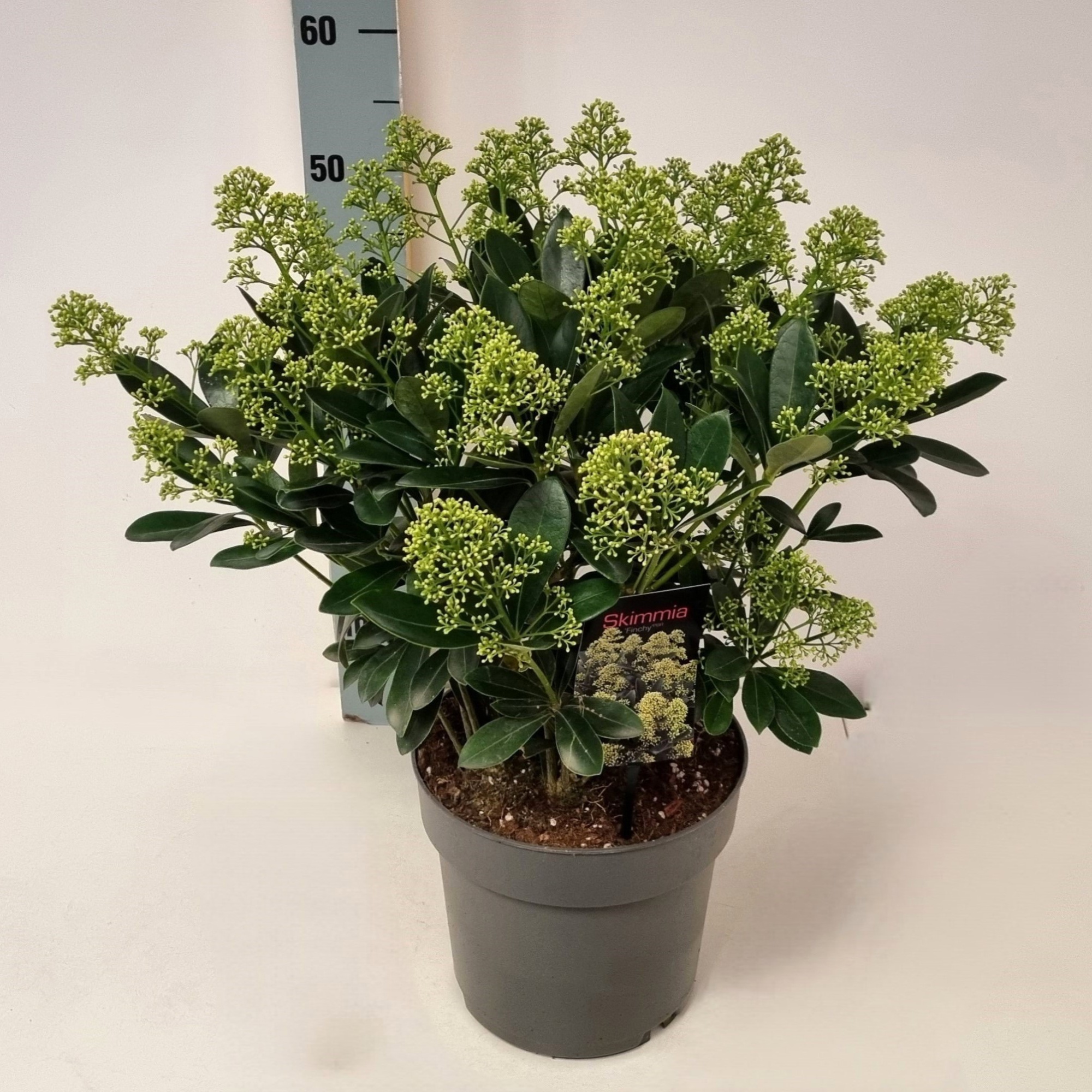 Skimmia jap. 'Finchy' P19, D 19 cm